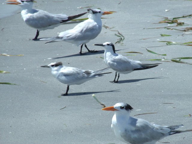 Royal Terns