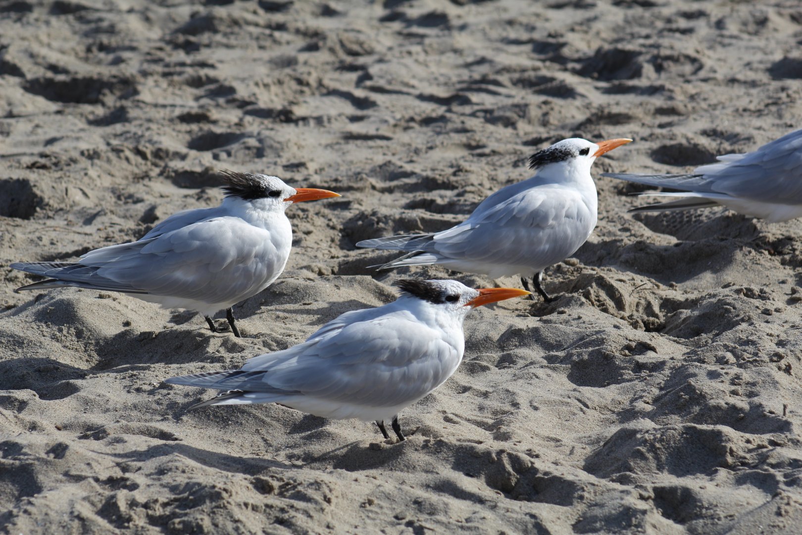 Royal Terns