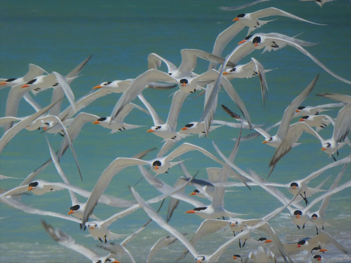 Royal Terns