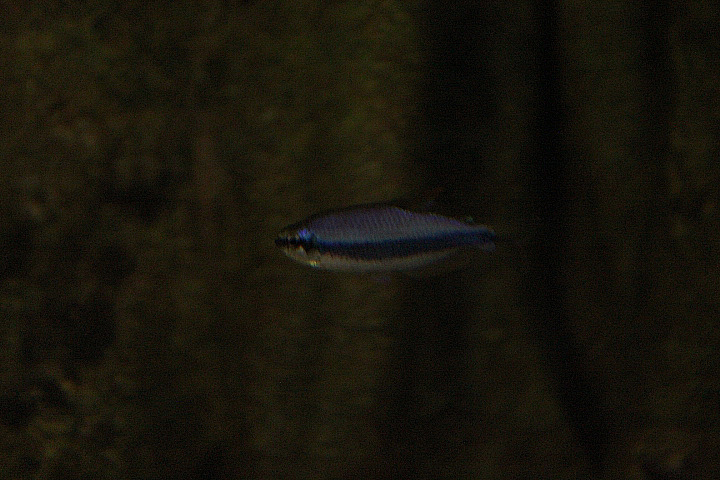 Royal tetra (Inpaichthys kerri) - Jendela Alam Bandung