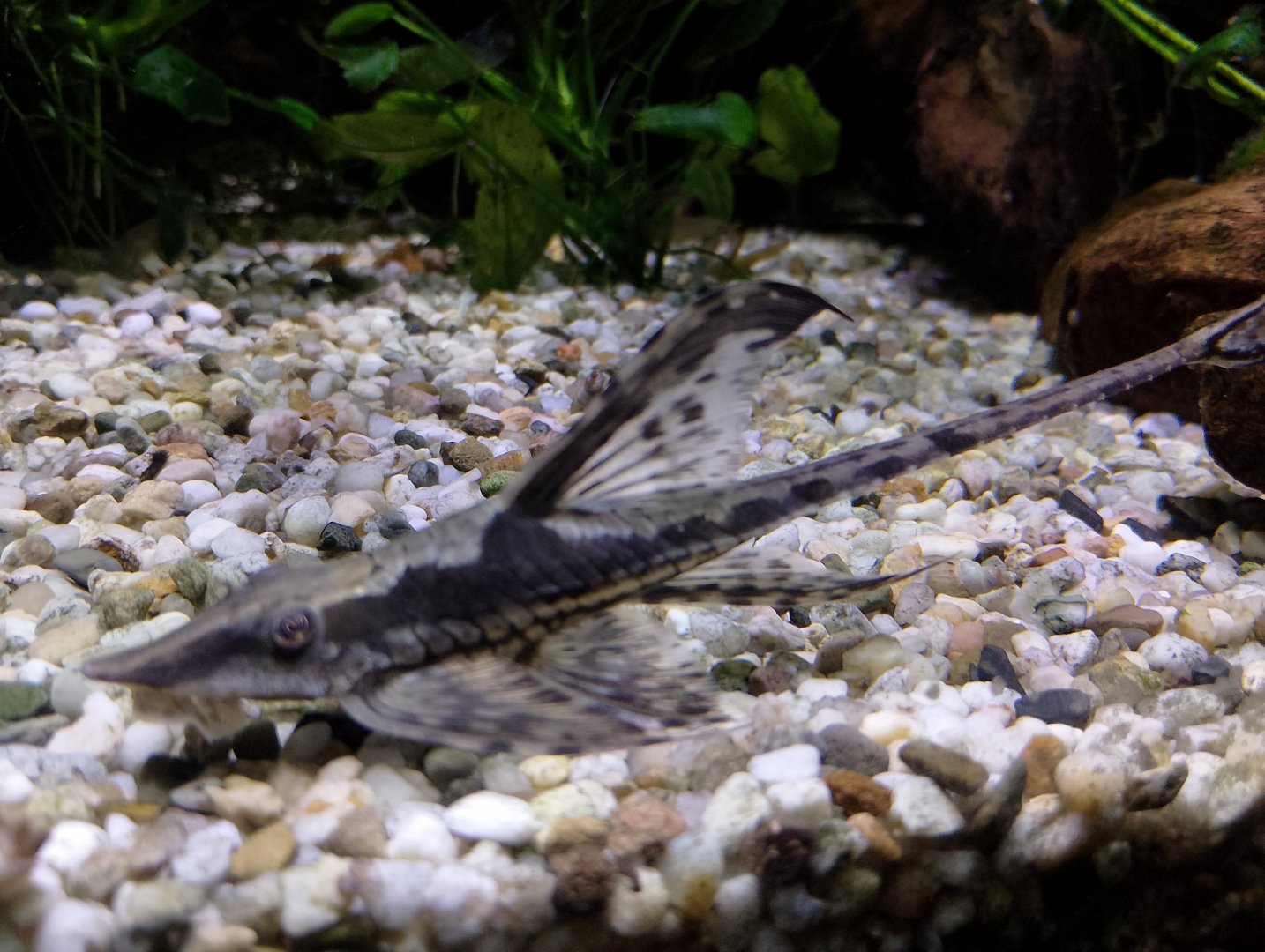 Royal twig catfish