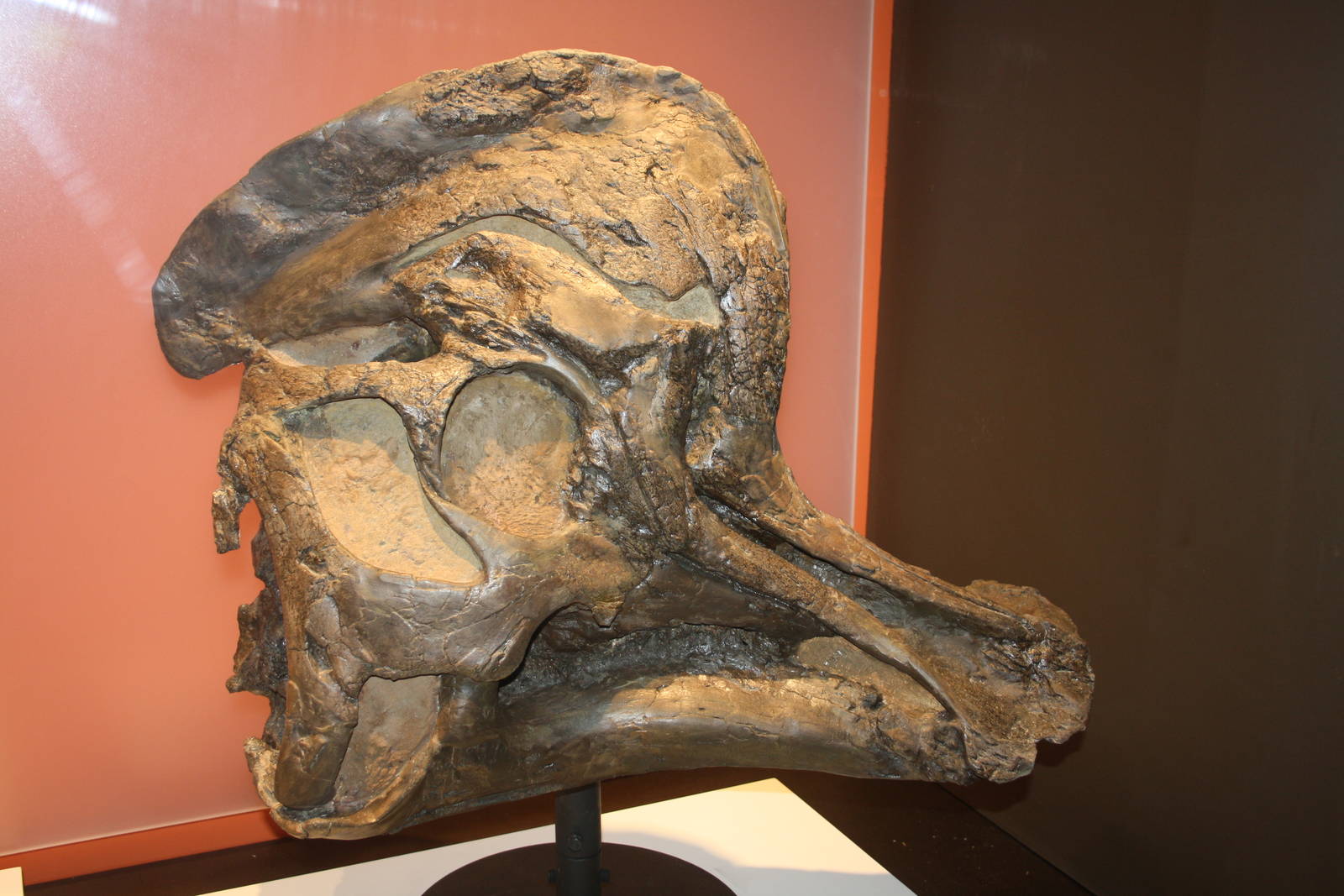 Royal Tyrrell Museum - Brachylophosaurus Skull
