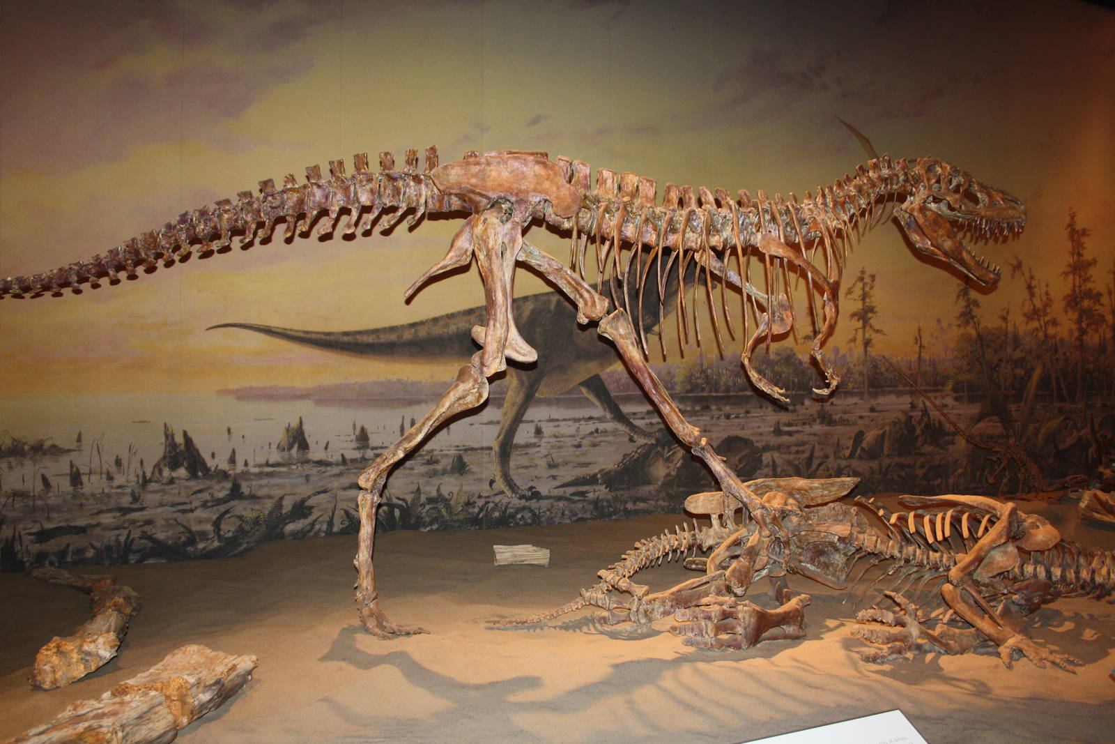 Royal Tyrrell Museum - Dinosaur Hall (Gorgosaurus)