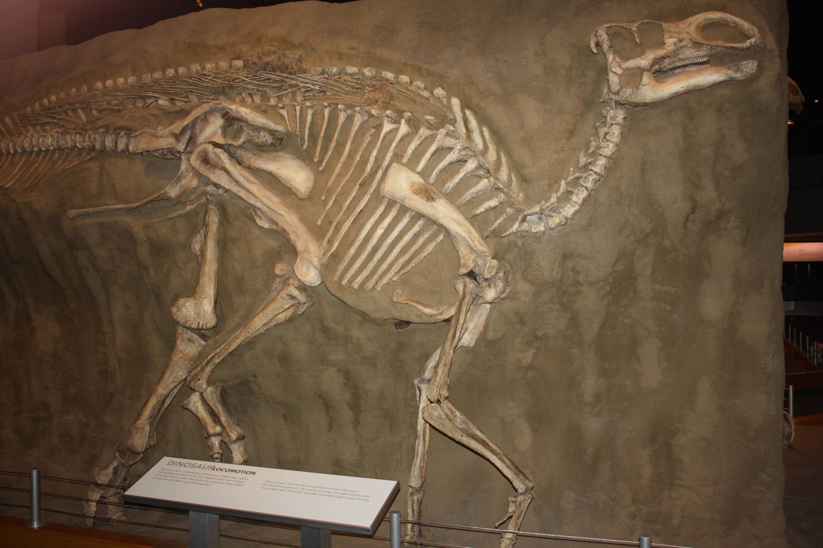 Royal Tyrrell Museum - Dinosaur Hall (Gryposaurus Notabilis)