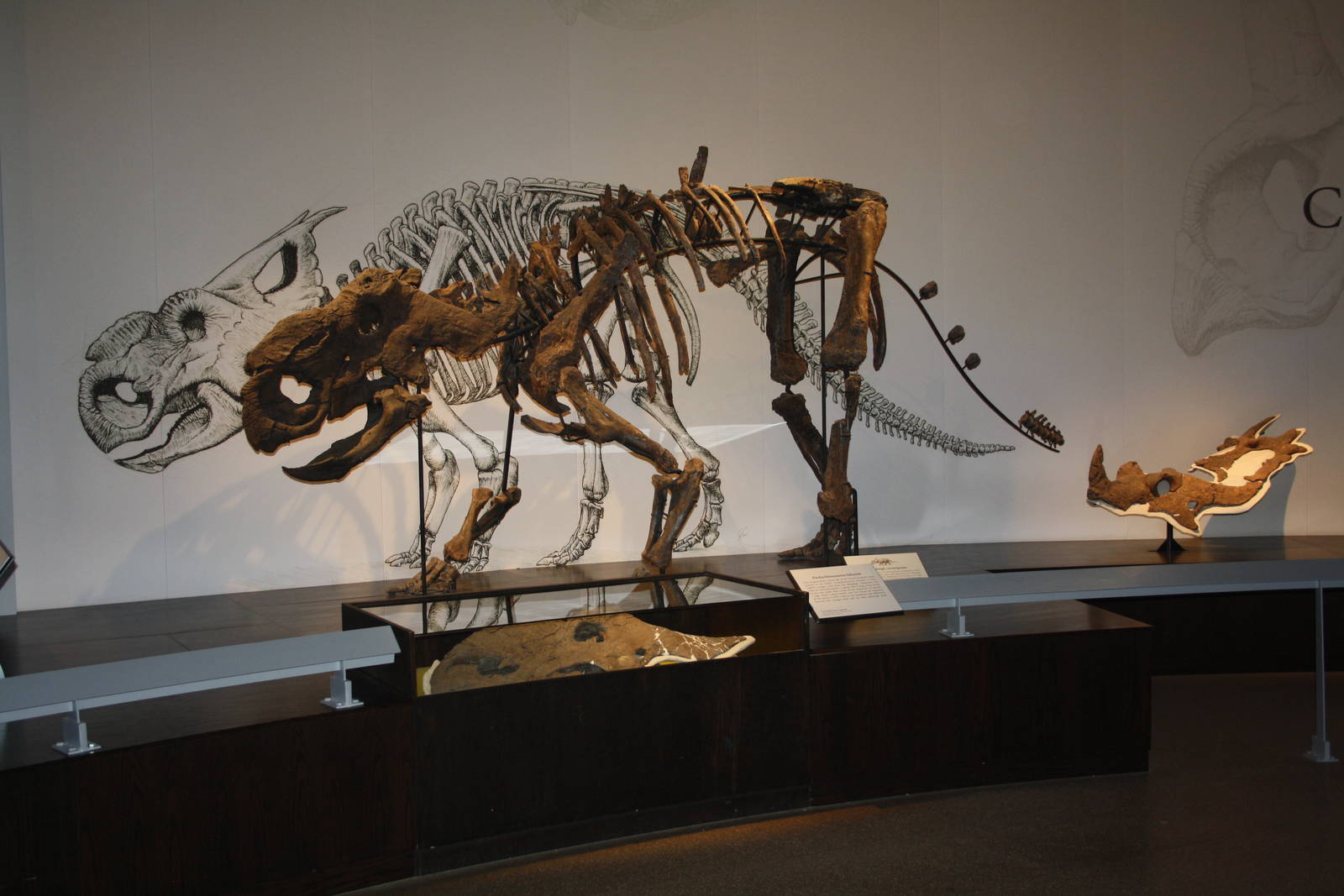 Royal Tyrrell Museum - Dinosaur Hall (Pachyrhinosaurus)