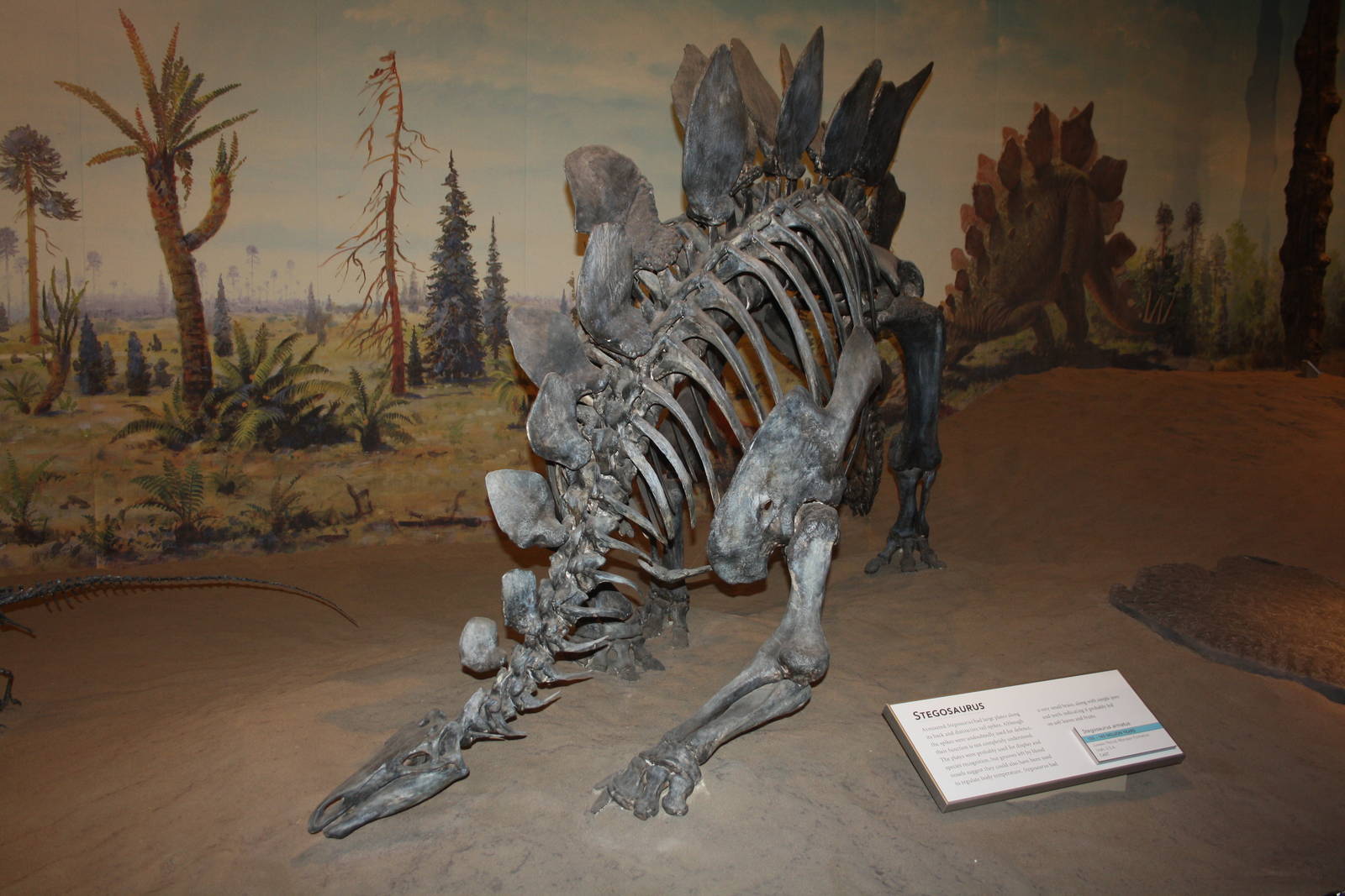 Royal Tyrrell Museum - Dinosaur Hall (Stegosaurus)