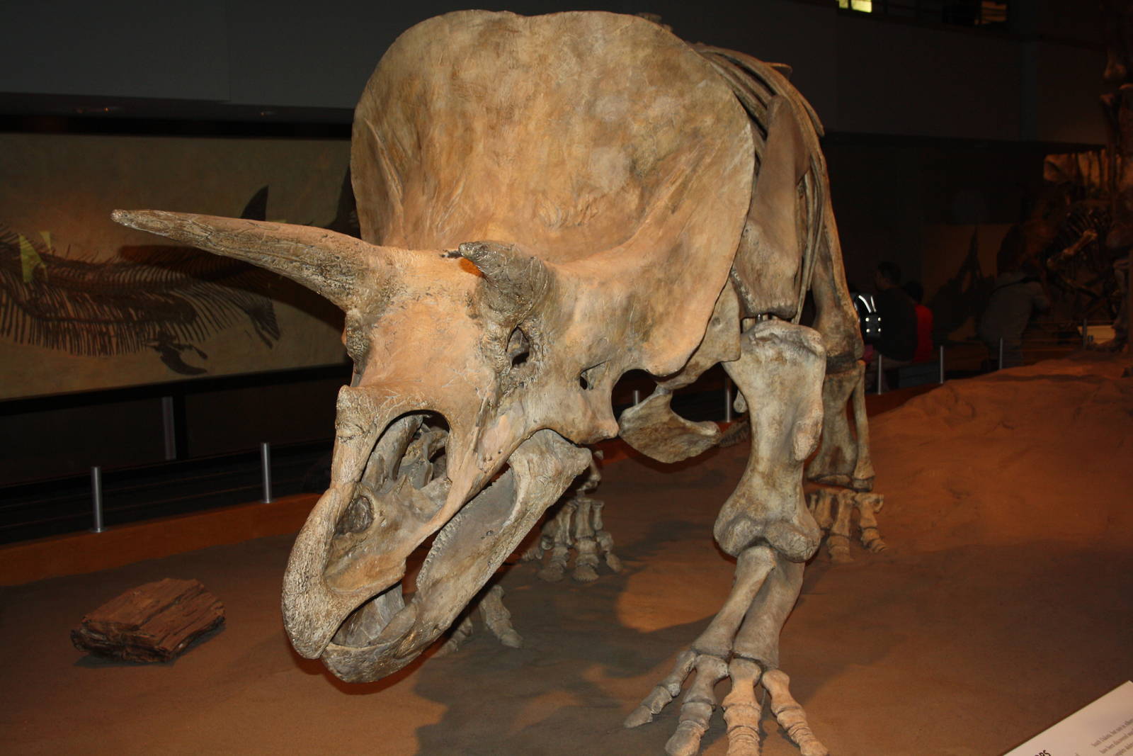 Royal Tyrrell Museum - Dinosaur Hall (Triceratops)
