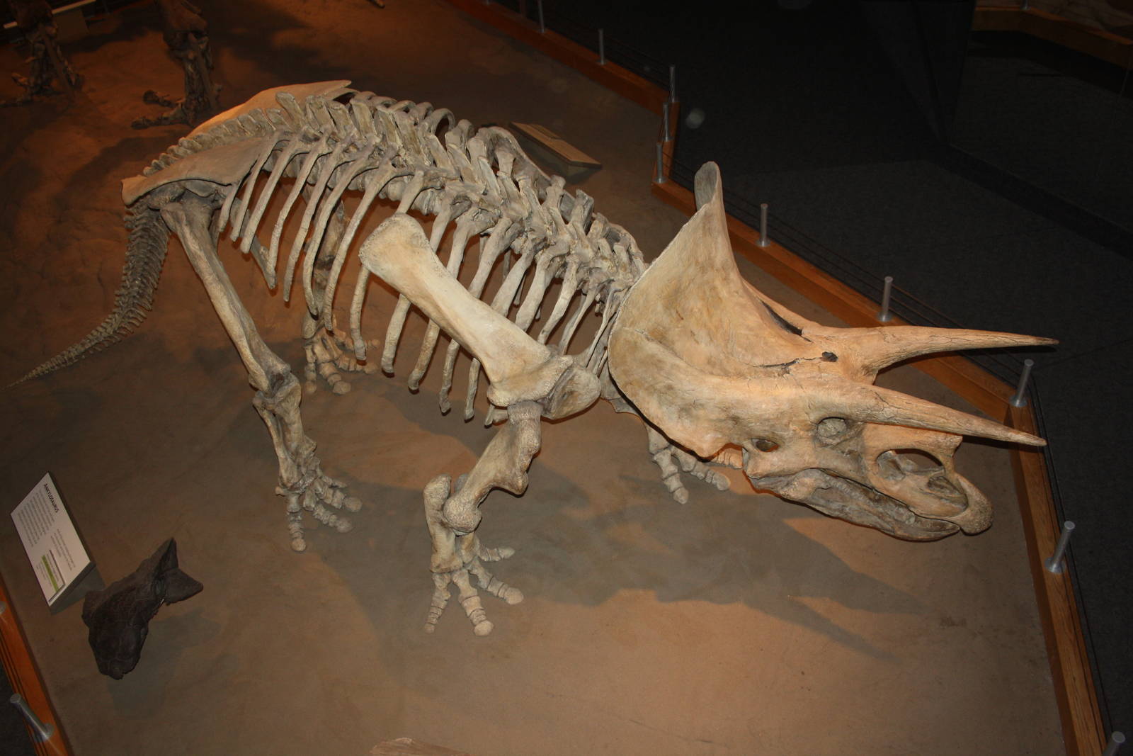 Royal Tyrrell Museum - Dinosaur Hall