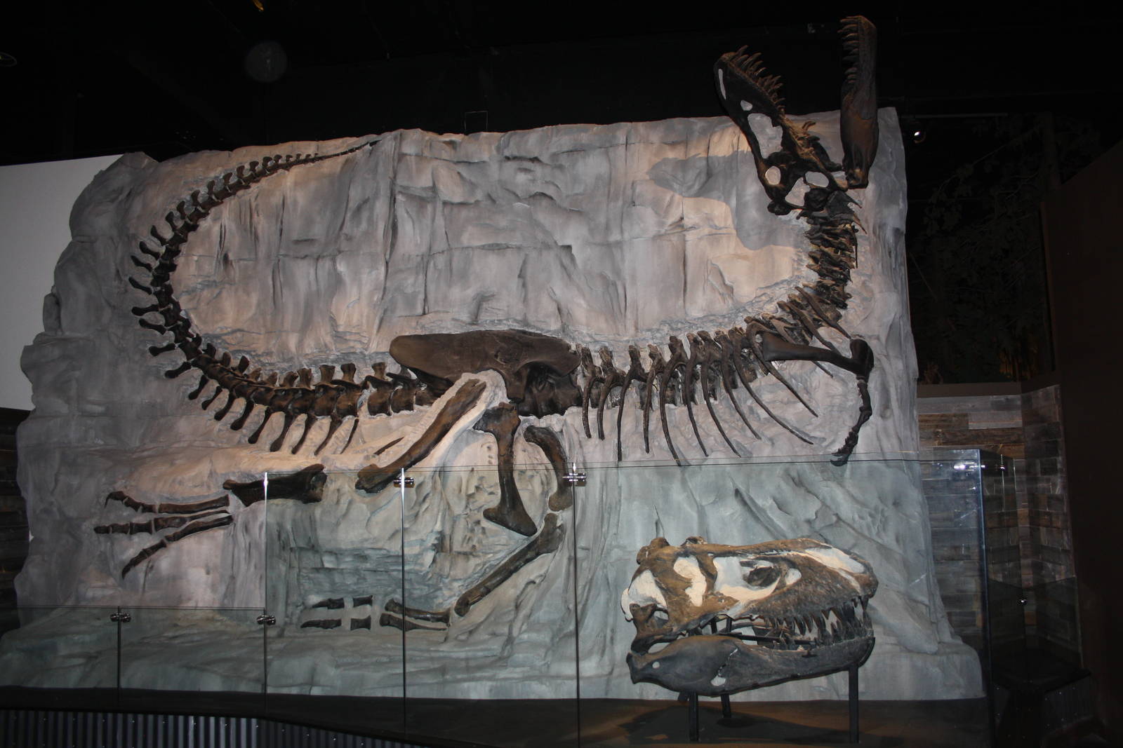 Royal Tyrrell Museum - Foundations Gallery (Gorgosaurus)