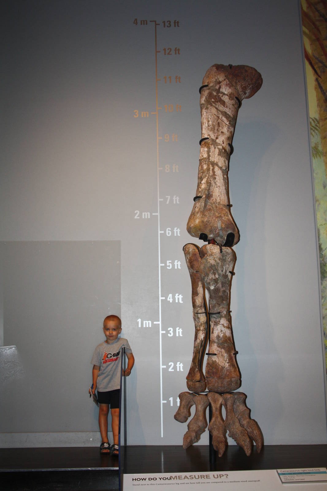 Royal Tyrrell Museum - How do you measure up?