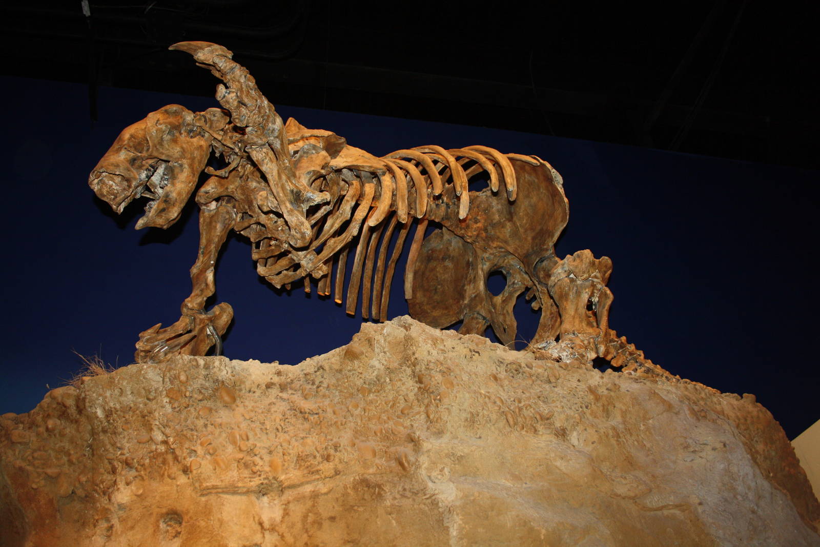 Royal Tyrrell Museum - Ice Age Gallery (Ground Sloth)