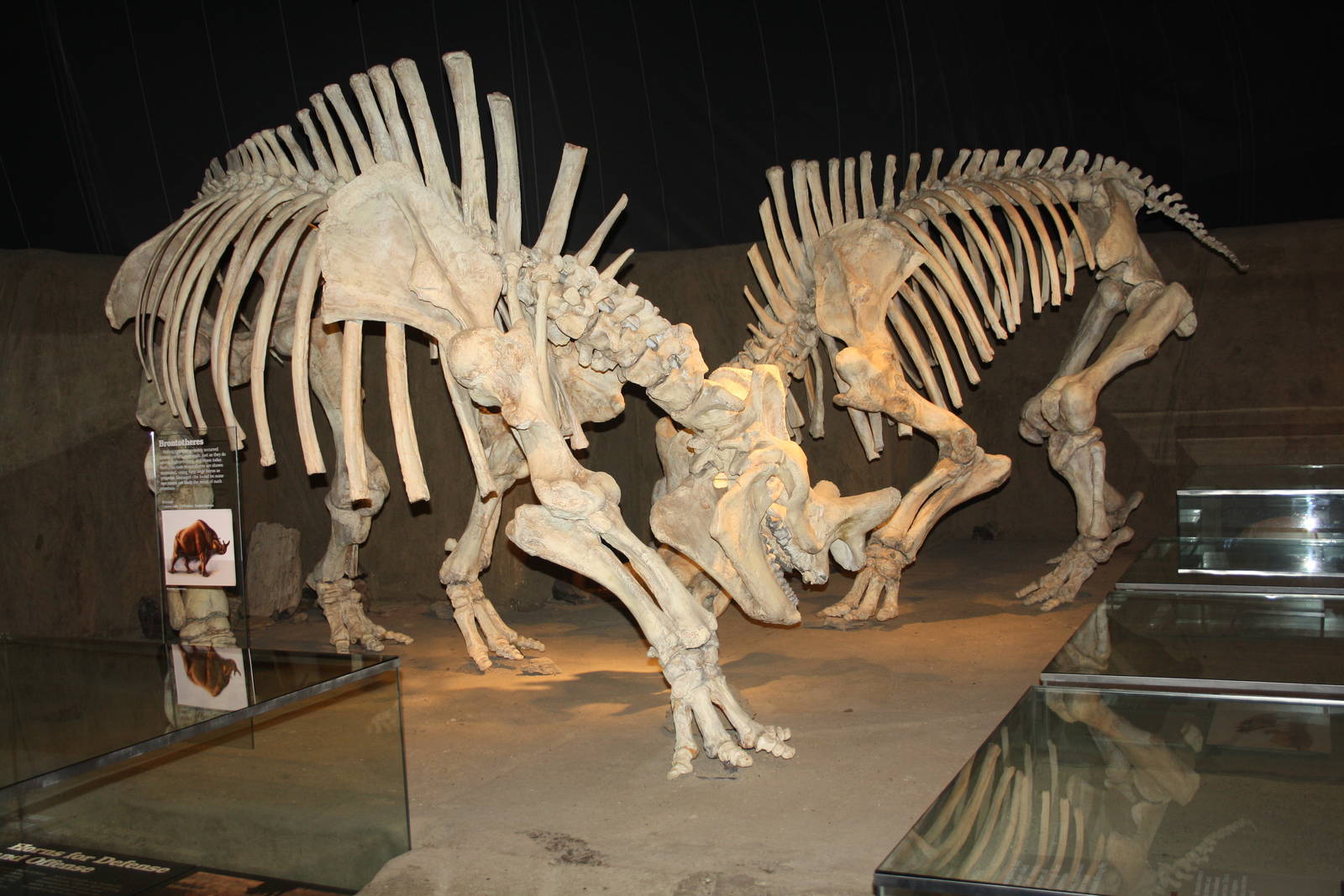 Royal Tyrrell Museum - Mammal Hall (Brontotheres)