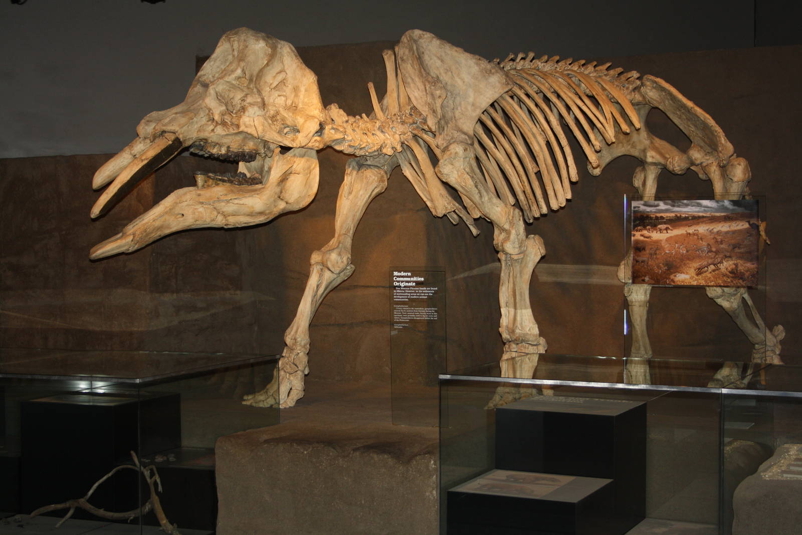 Royal Tyrrell Museum - Mammal Hall (Gomphotheres)