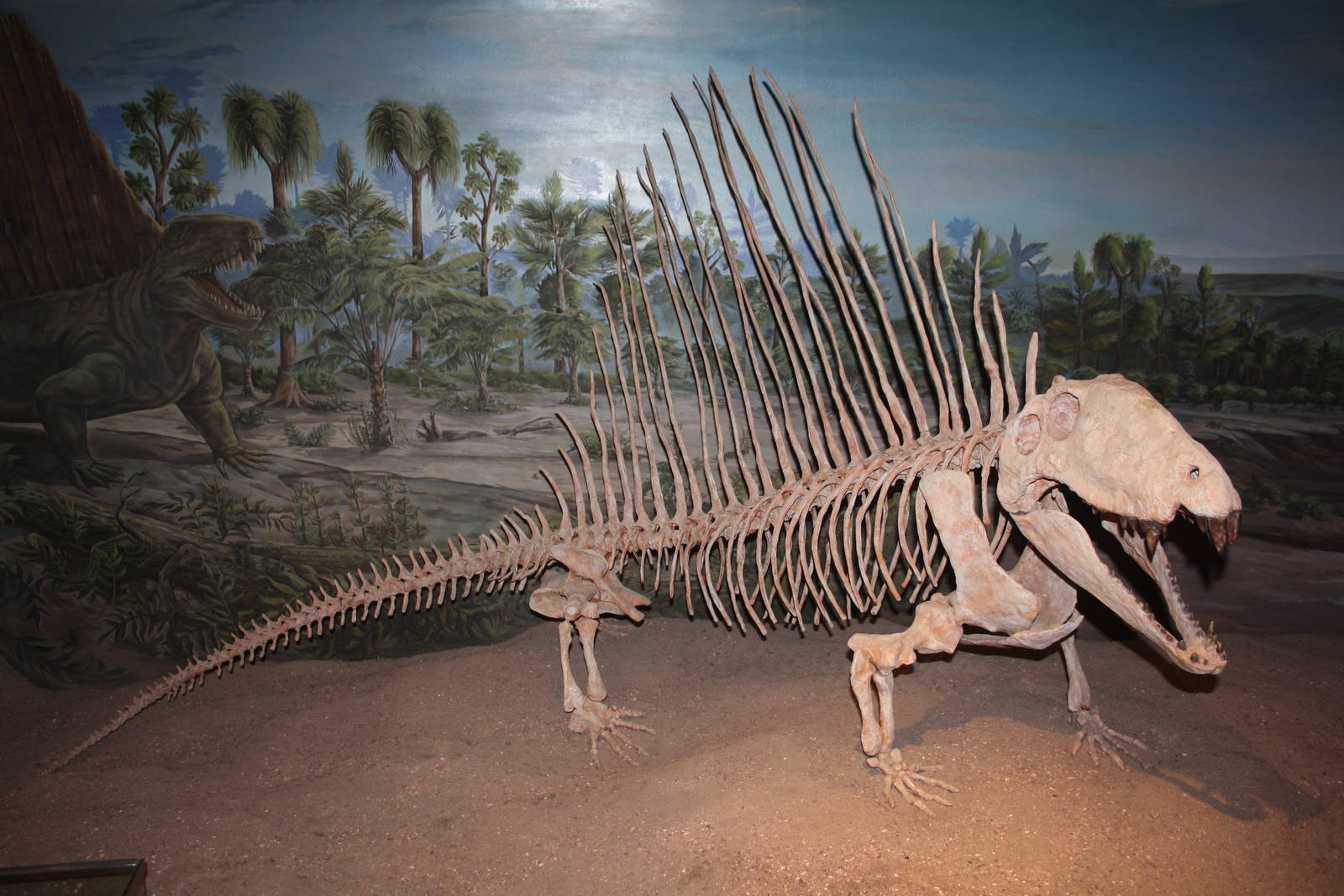 Royal Tyrrell Museum - Permian Gallery (Dimetrodon)