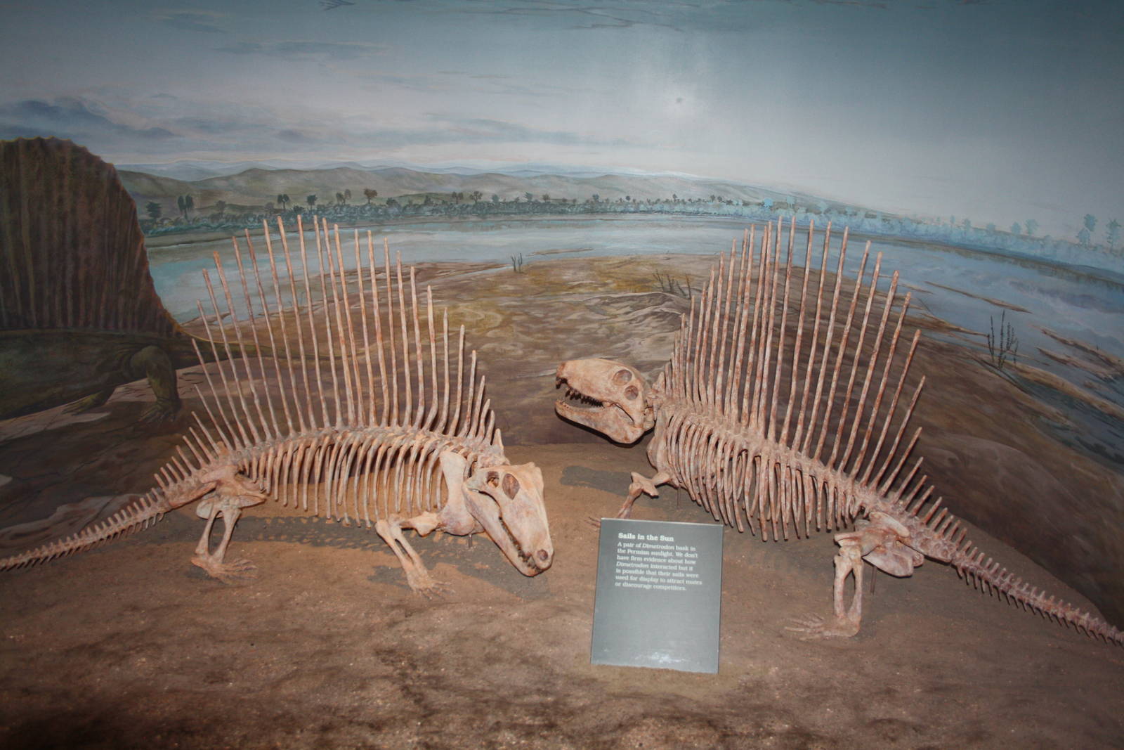 Royal Tyrrell Museum - Permian Gallery (Dimetrodons)