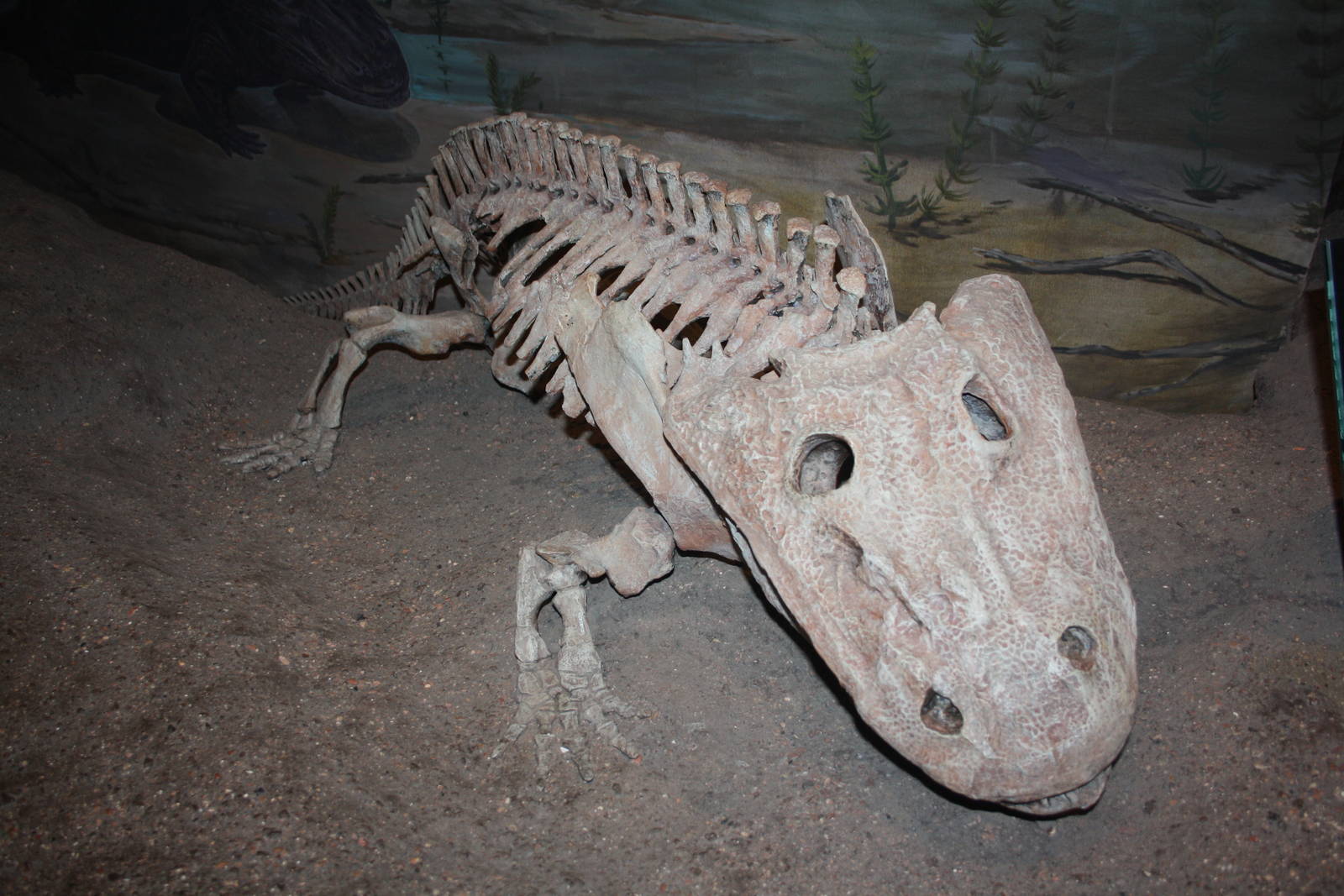 Royal Tyrrell Museum - Permian Gallery (Eryops)