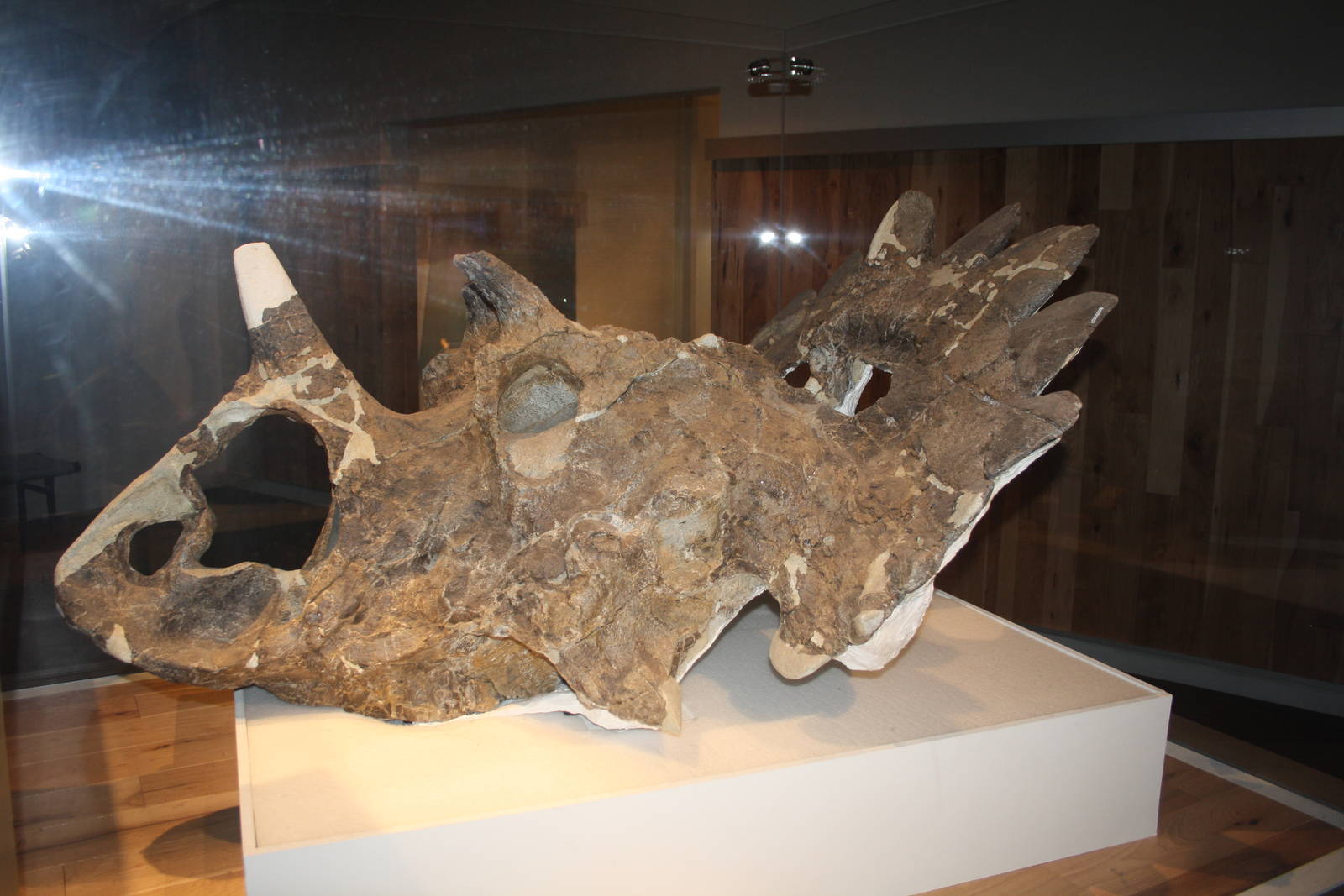 Royal Tyrrell Museum - Regaliceratops Peterhewsi Skull
