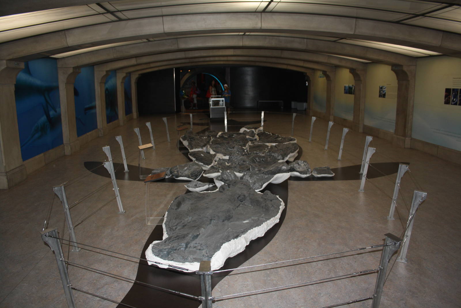 Royal Tyrrell Museum - Shonisaurus