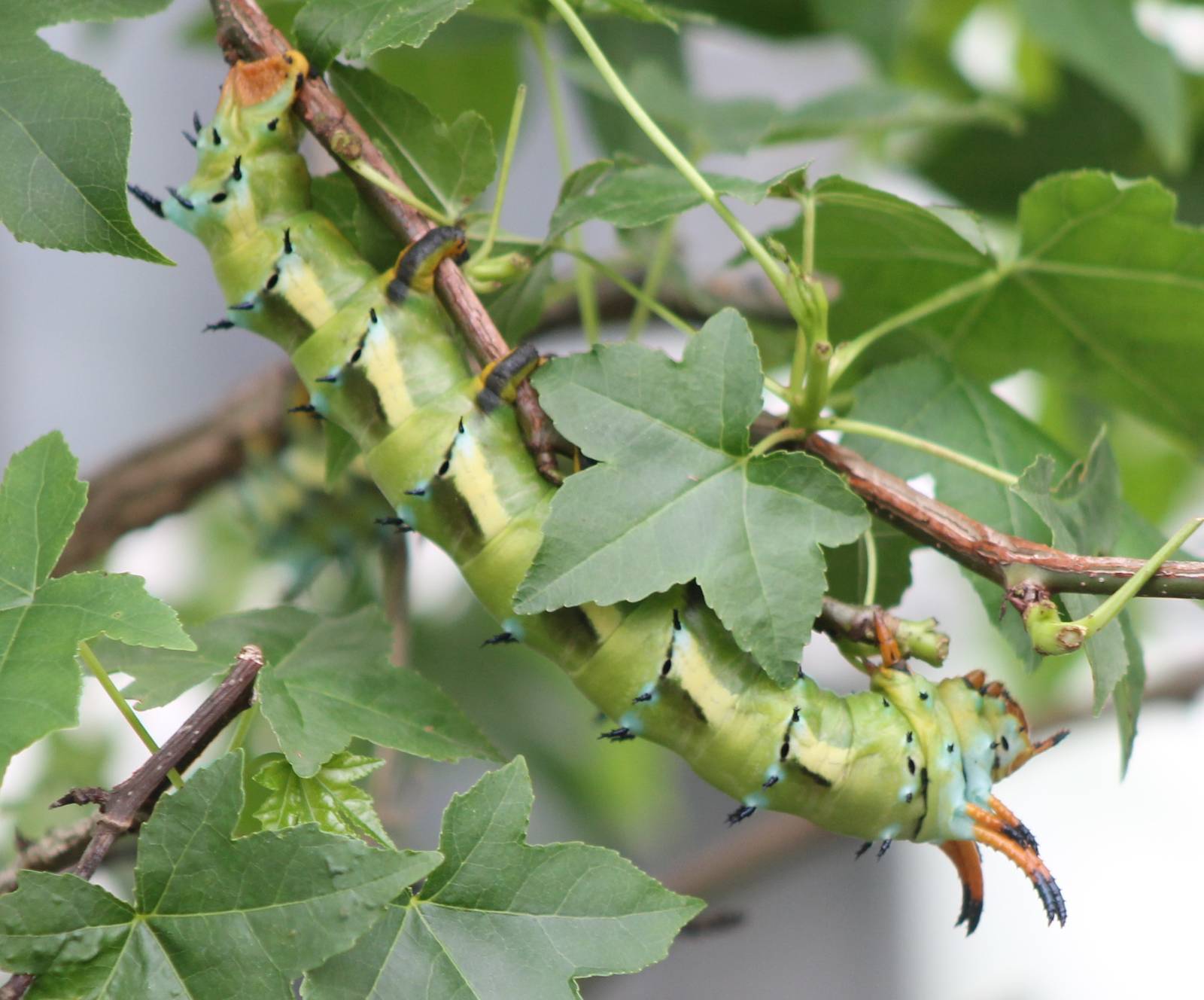 Royal wallnut moth caterpillar
