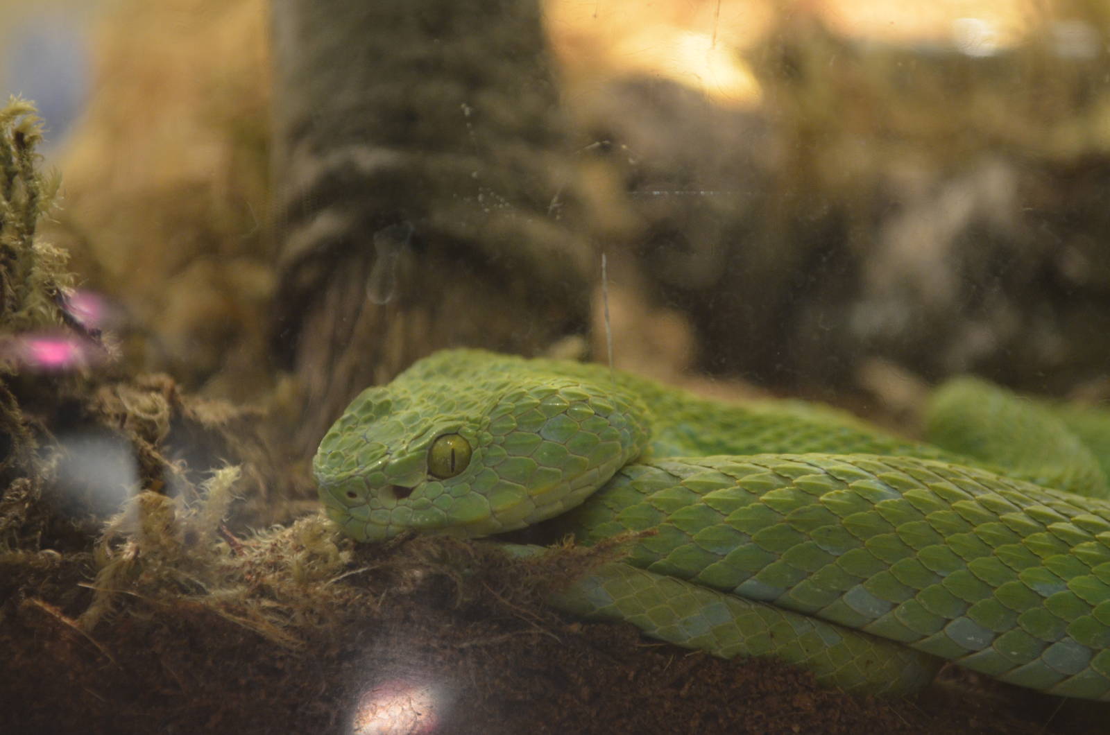 Royleys Palm Viper Offspring