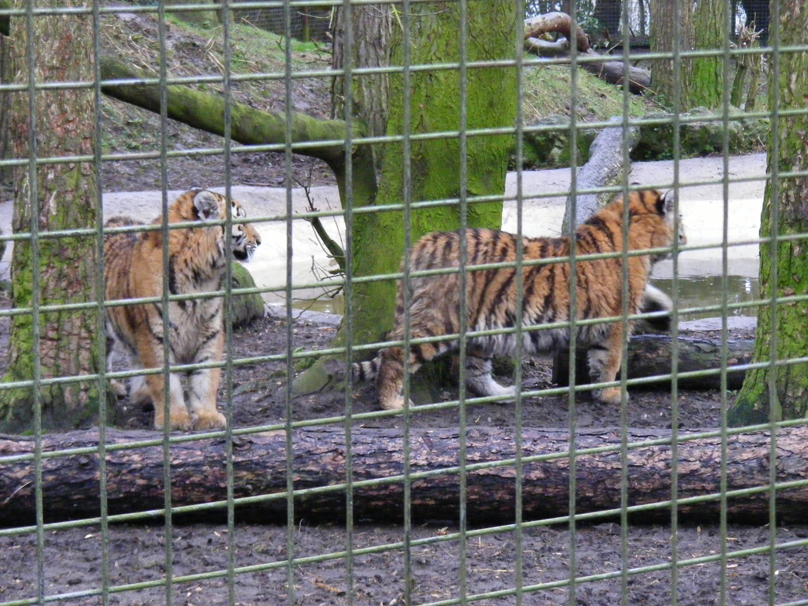 Roza and Zaria the Amur tiger cubs at Port Lympne Wild Animal Park, 13 Febr
