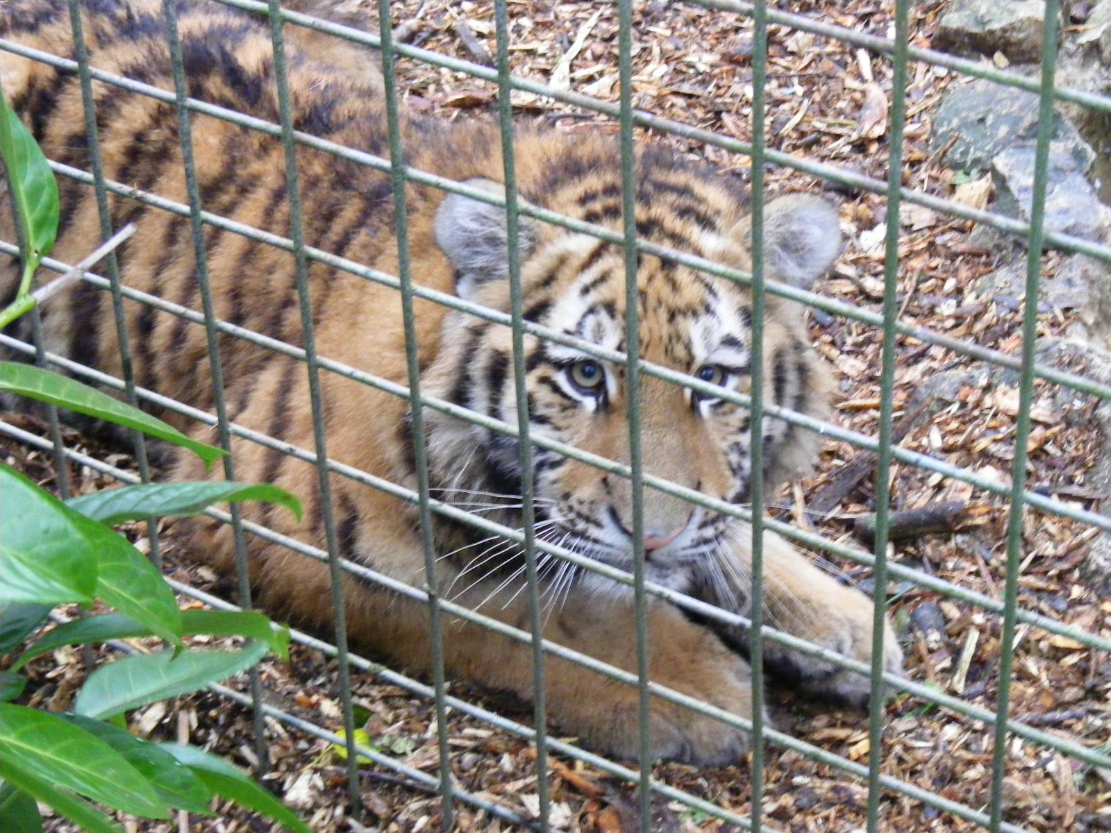 Roza or Zaria the Amur tiger cub at Port Lympne Wild Animal Park, 13 Februa