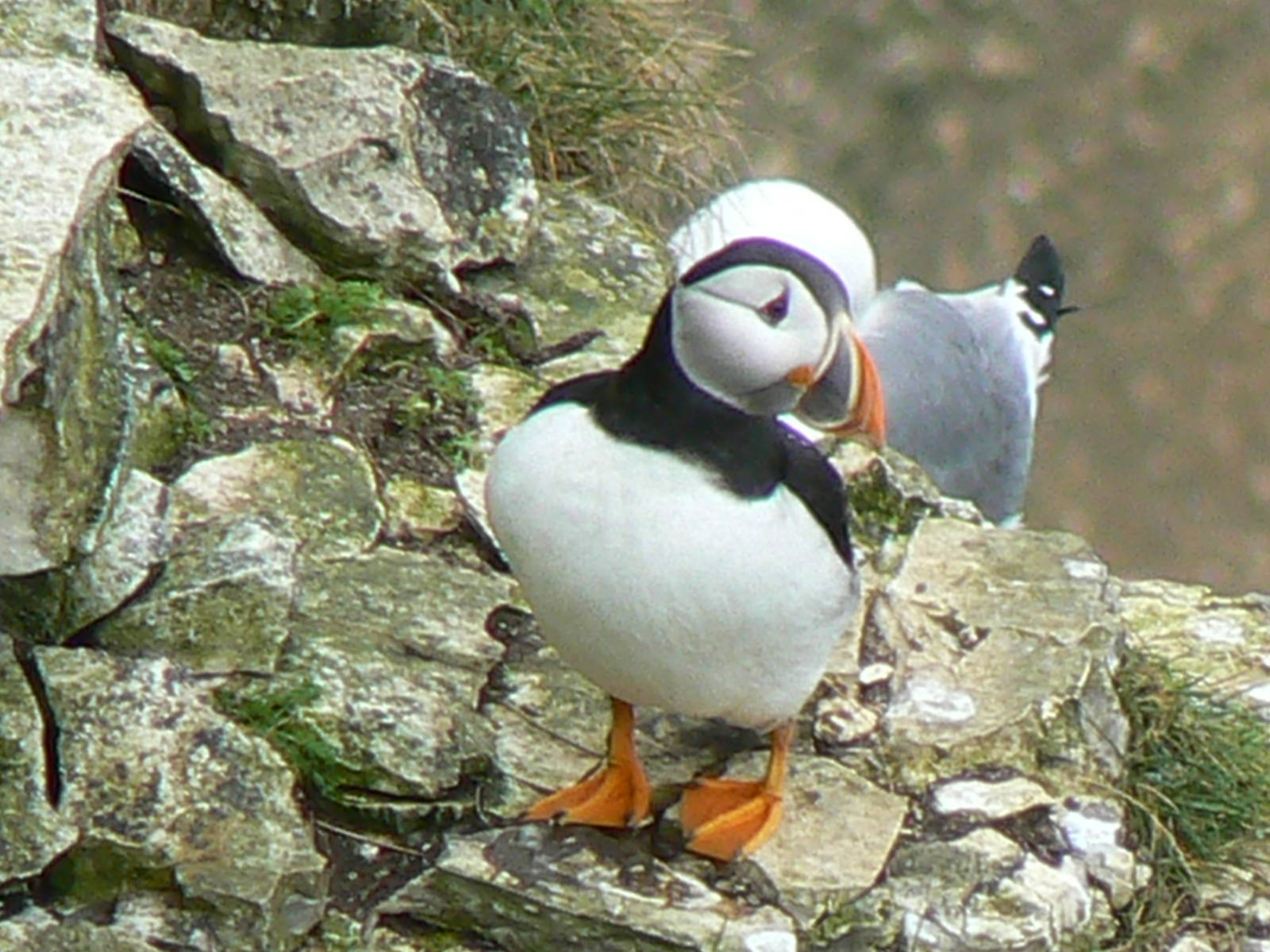 RSPB Bempton Cliffs- Atlantic Puffin