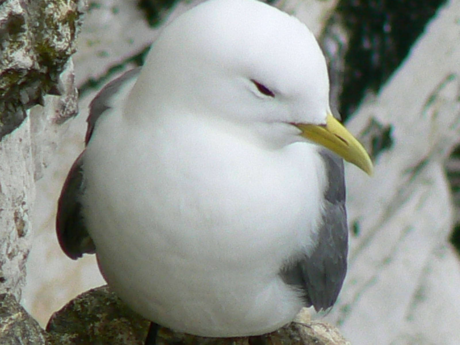 RSPB Bempton Cliffs- Kittiwake