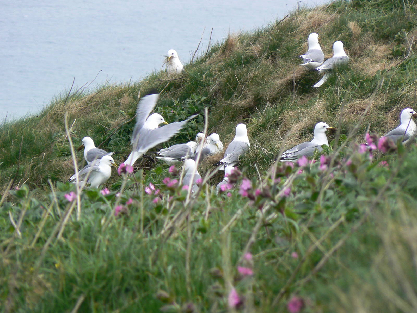RSPB Bempton Cliffs- Kittiwakes collecting nesting material