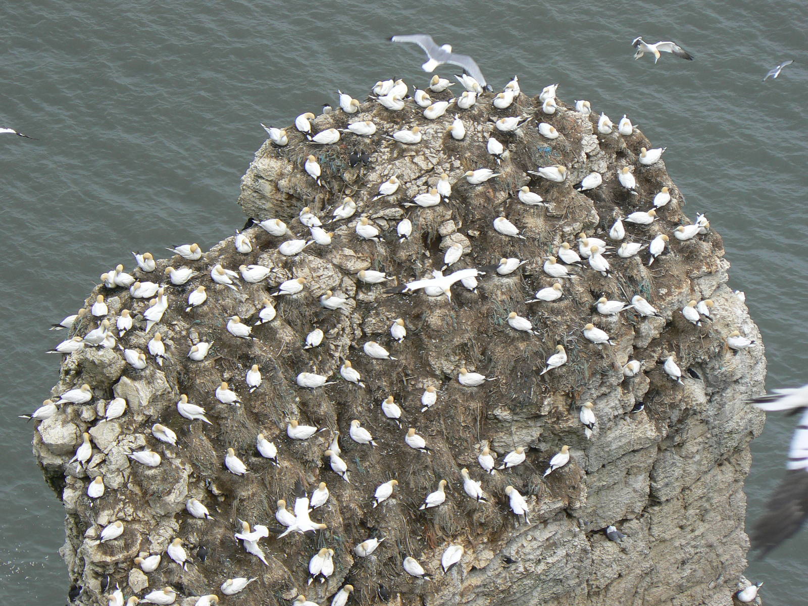 RSPB Bempton Cliffs- Northern Gannet Colony