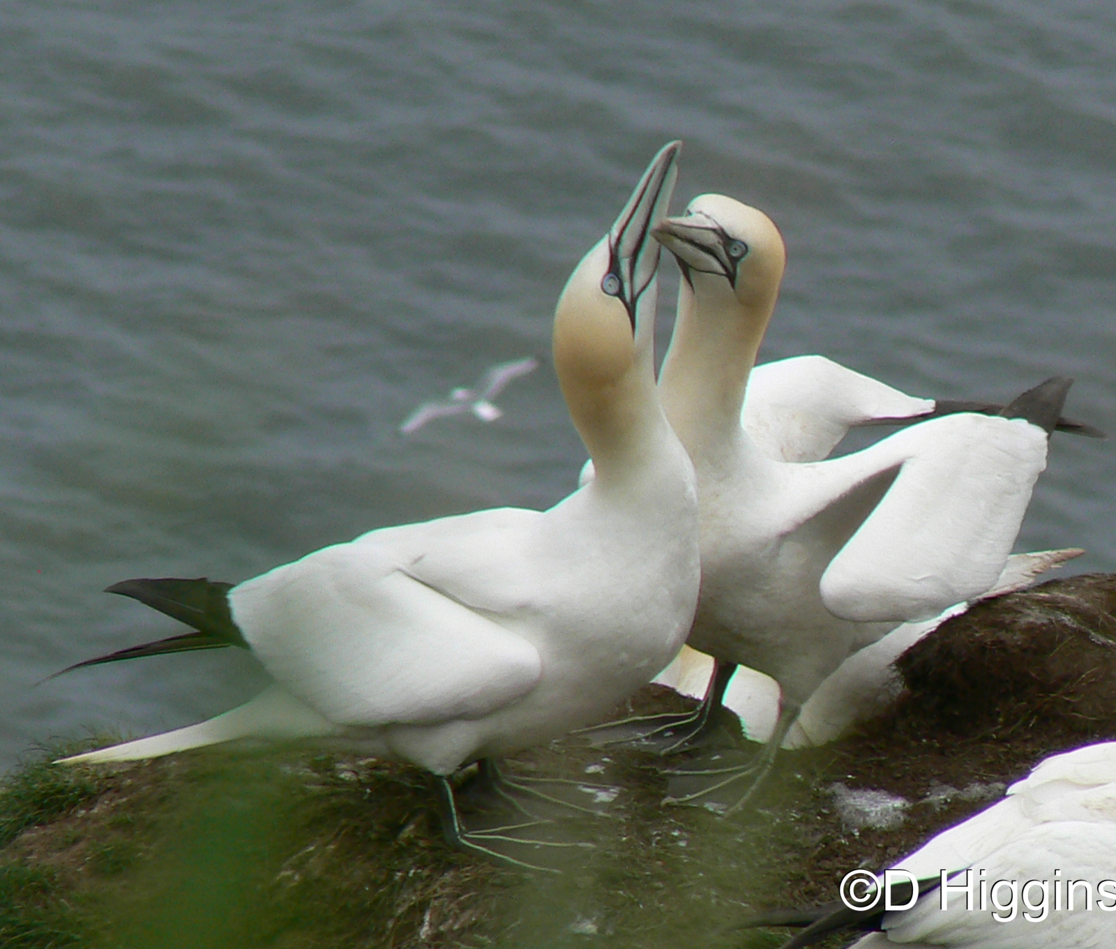 RSPB Bempton Cliffs- Northern Gannet Courtship