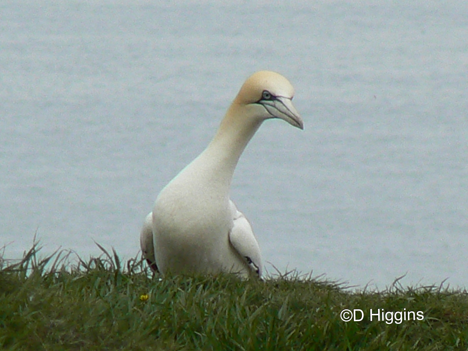 RSPB Bempton Cliffs- Northern Gannet