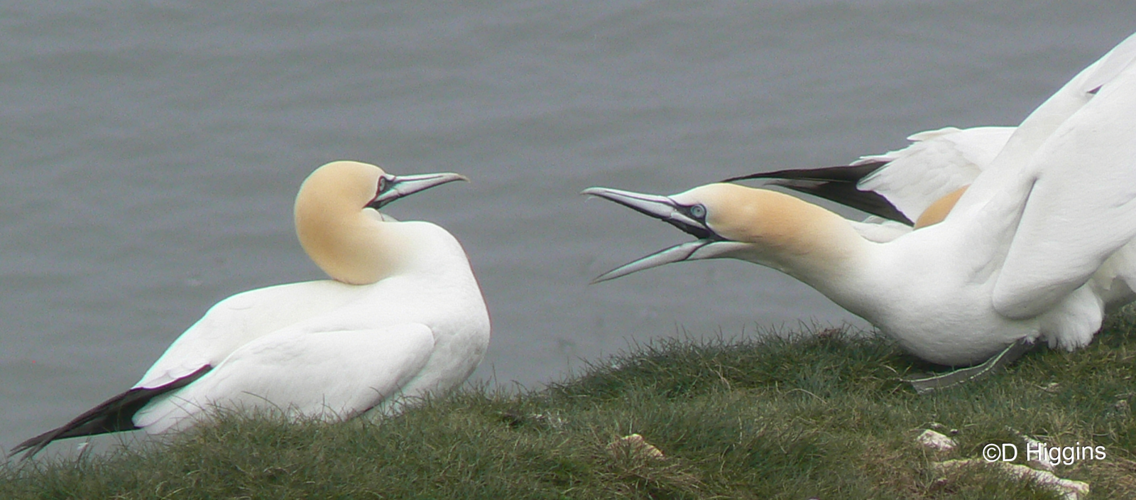 RSPB Bempton Cliffs- Northern Gannets Squabbling