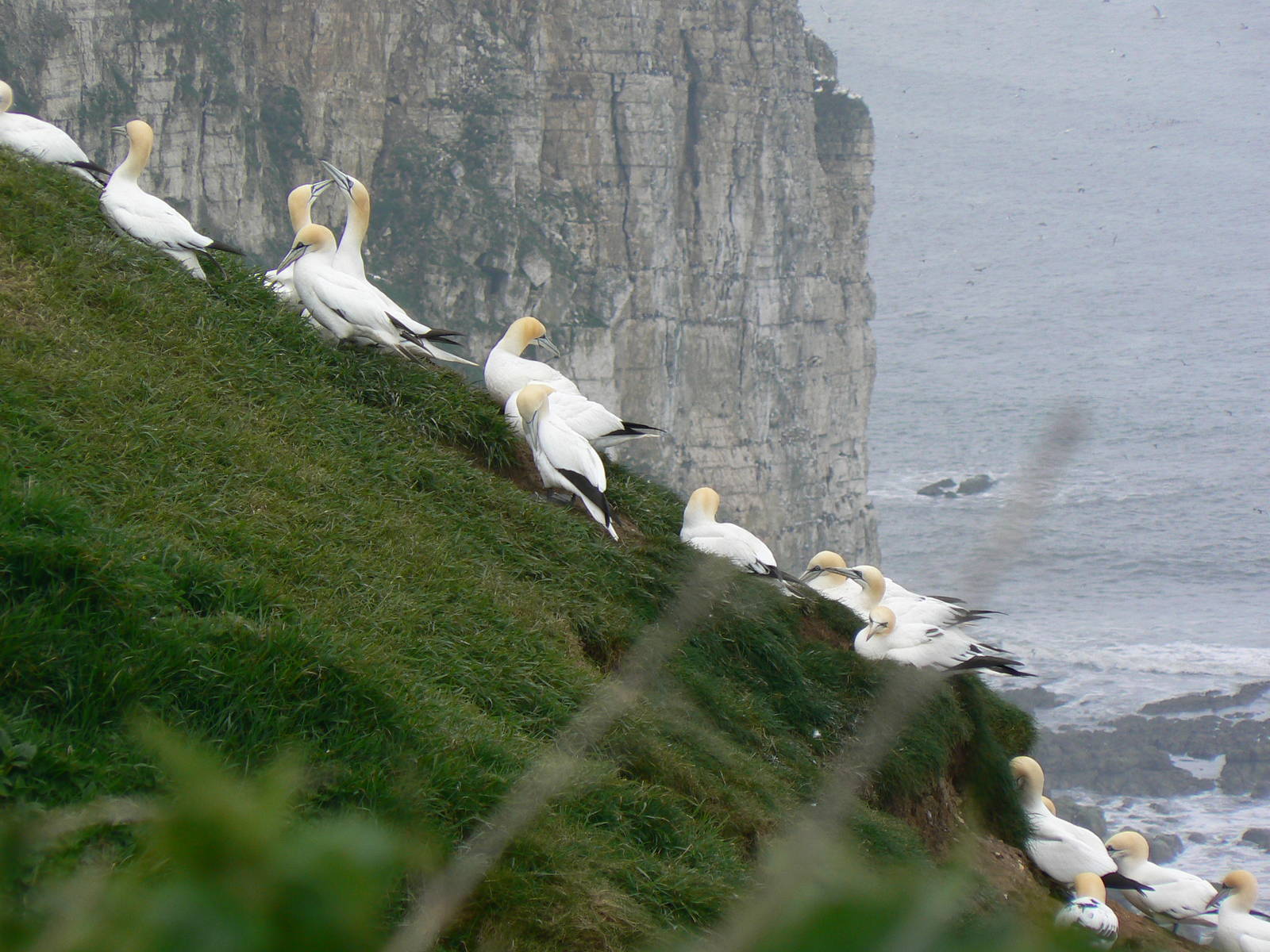 RSPB Bempton Cliffs- Northern Gannets