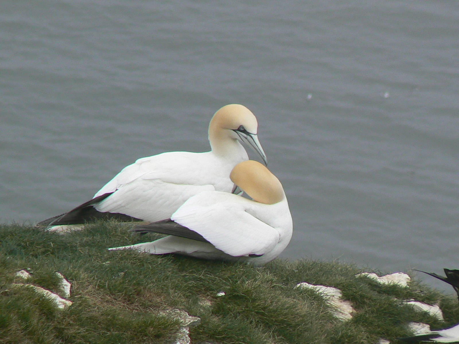 RSPB Bempton Cliffs- Northern Gannets