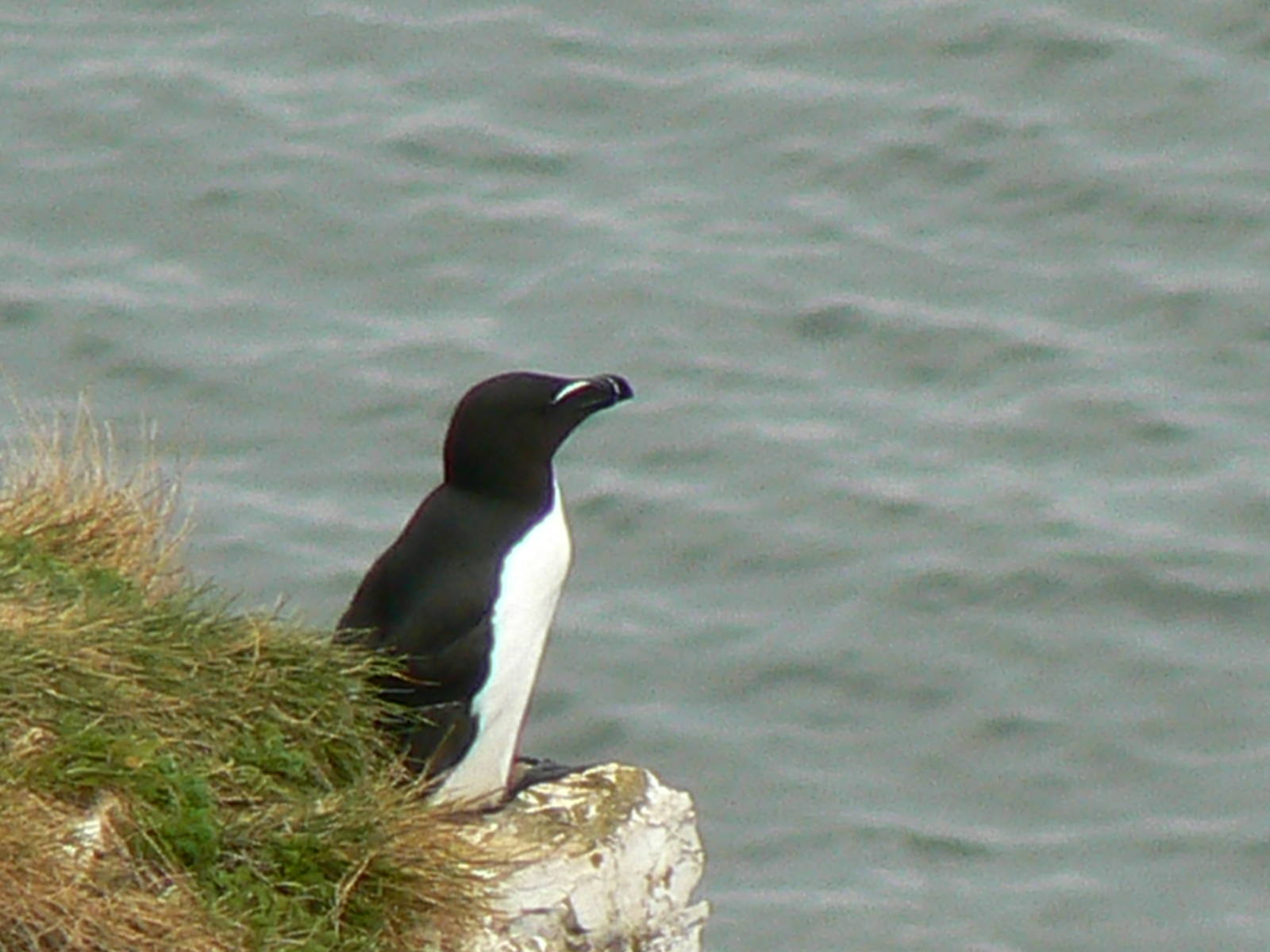 RSPB Bempton Cliffs- Razorbill