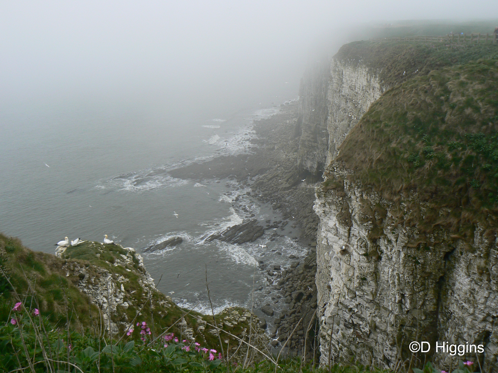 RSPB Bempton Cliffs