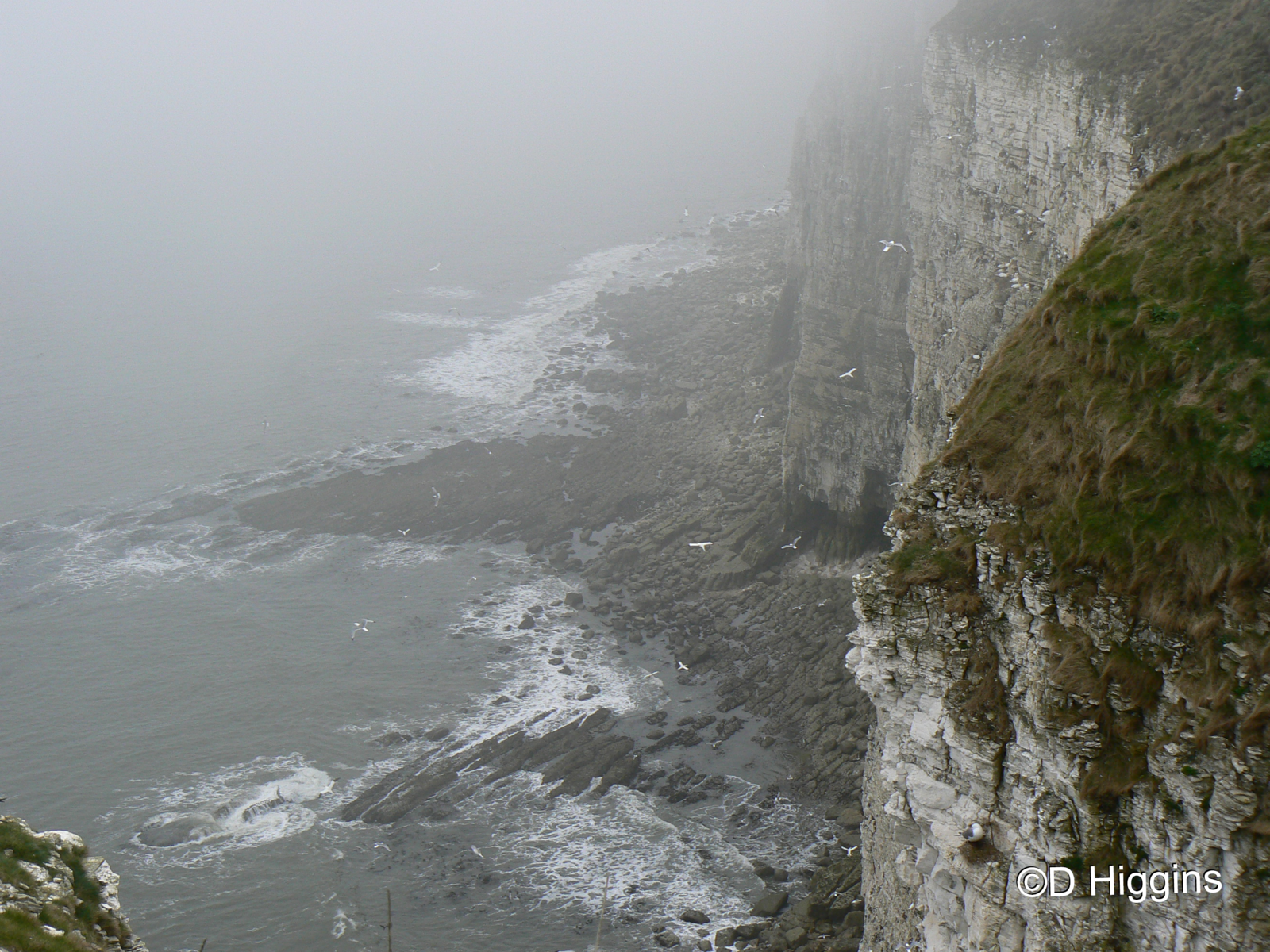 RSPB Bempton Cliffs