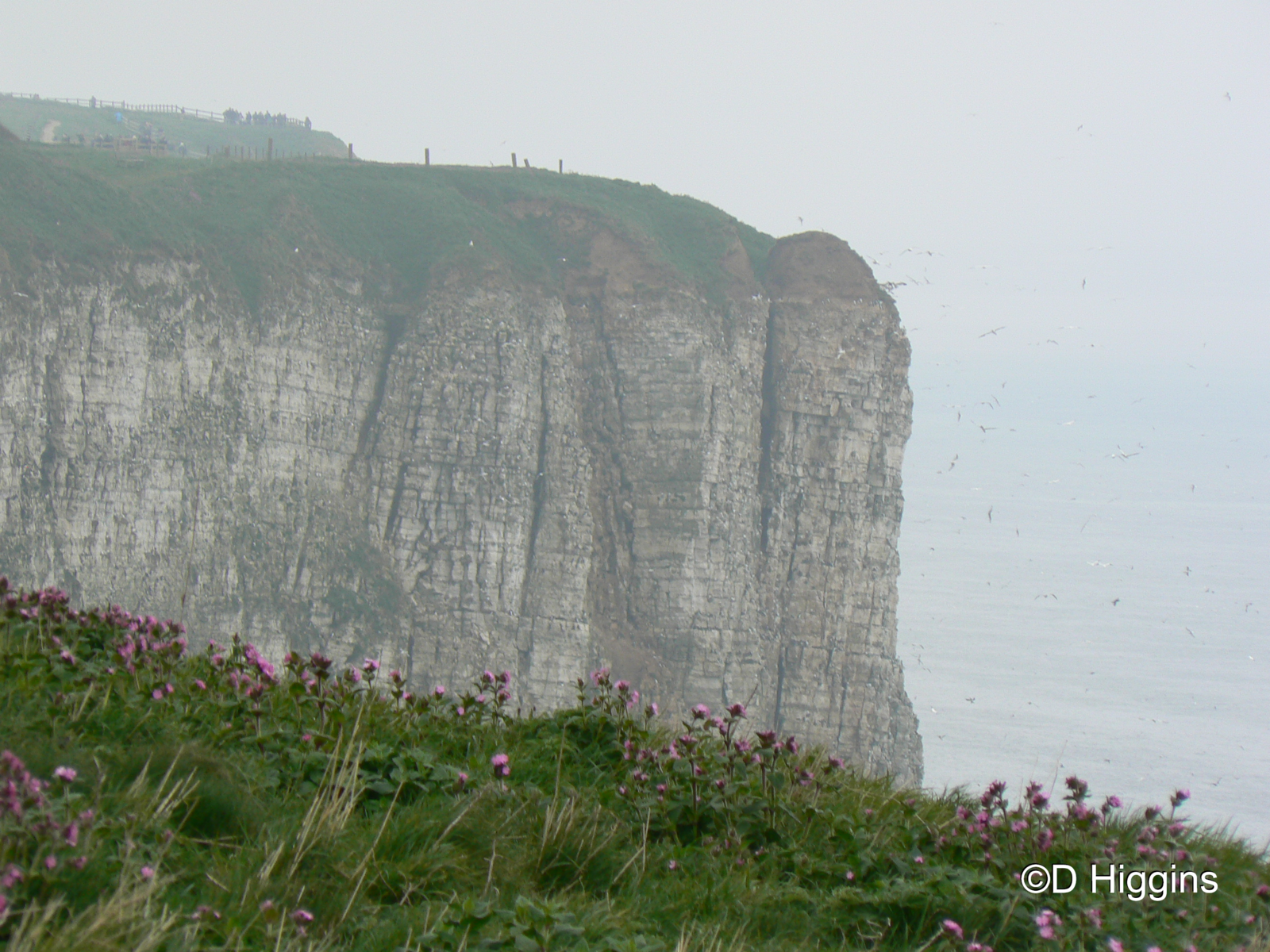 RSPB Bempton Cliffs