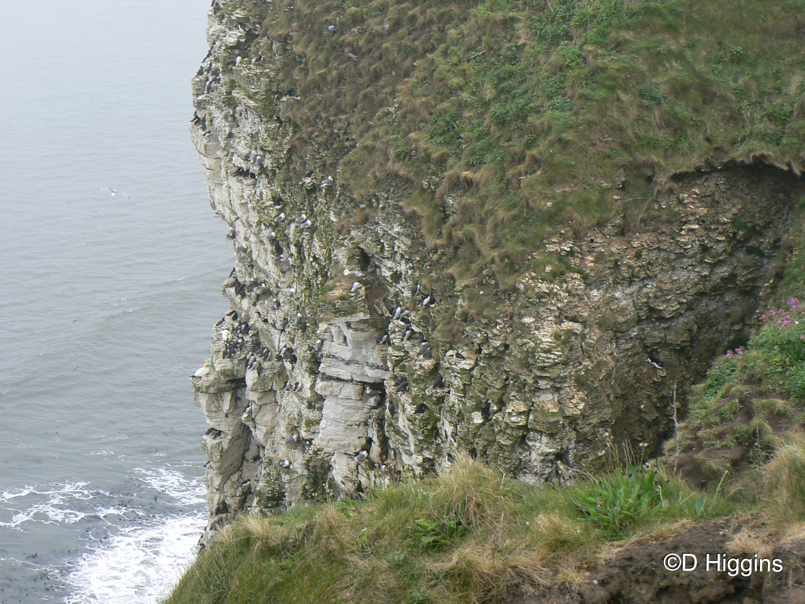 RSPB Bempton Cliffs