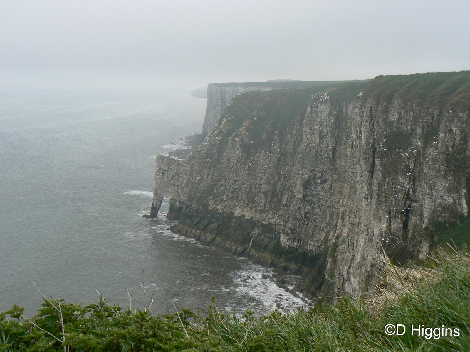 RSPB Bempton Cliffs