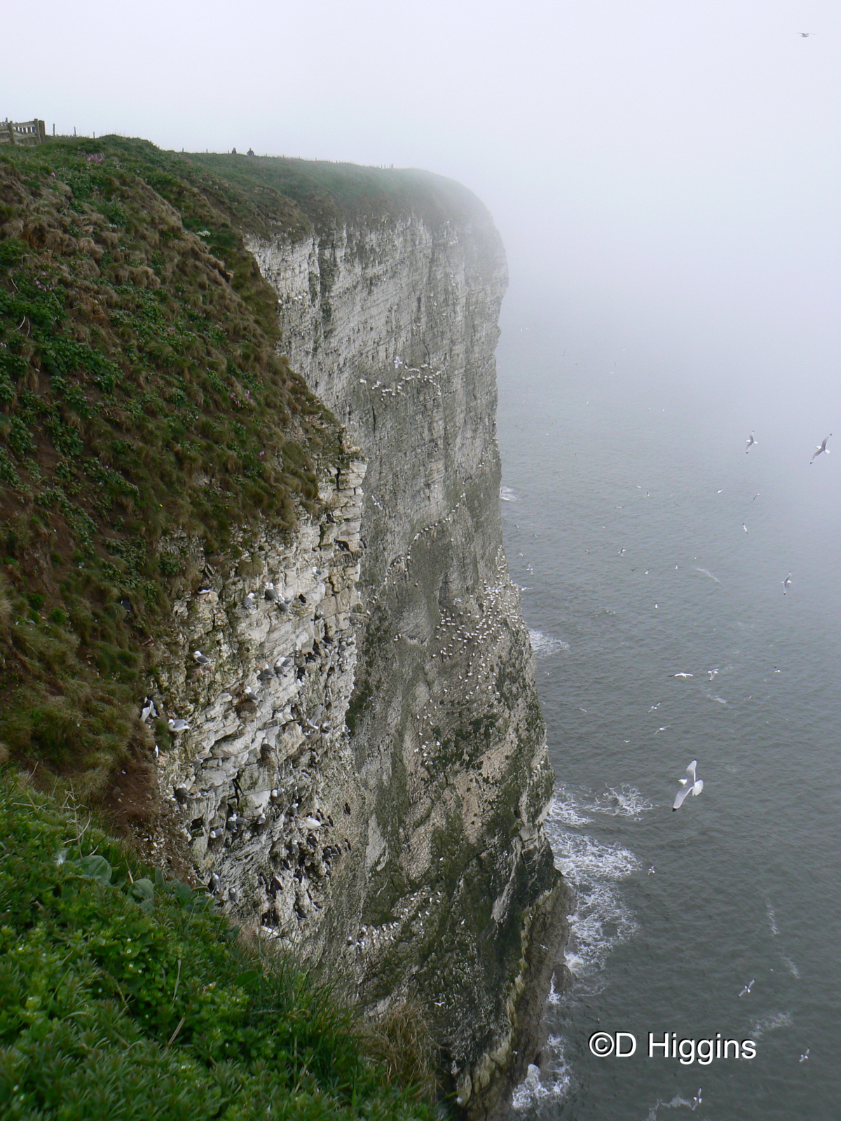 RSPB Bempton Cliffs
