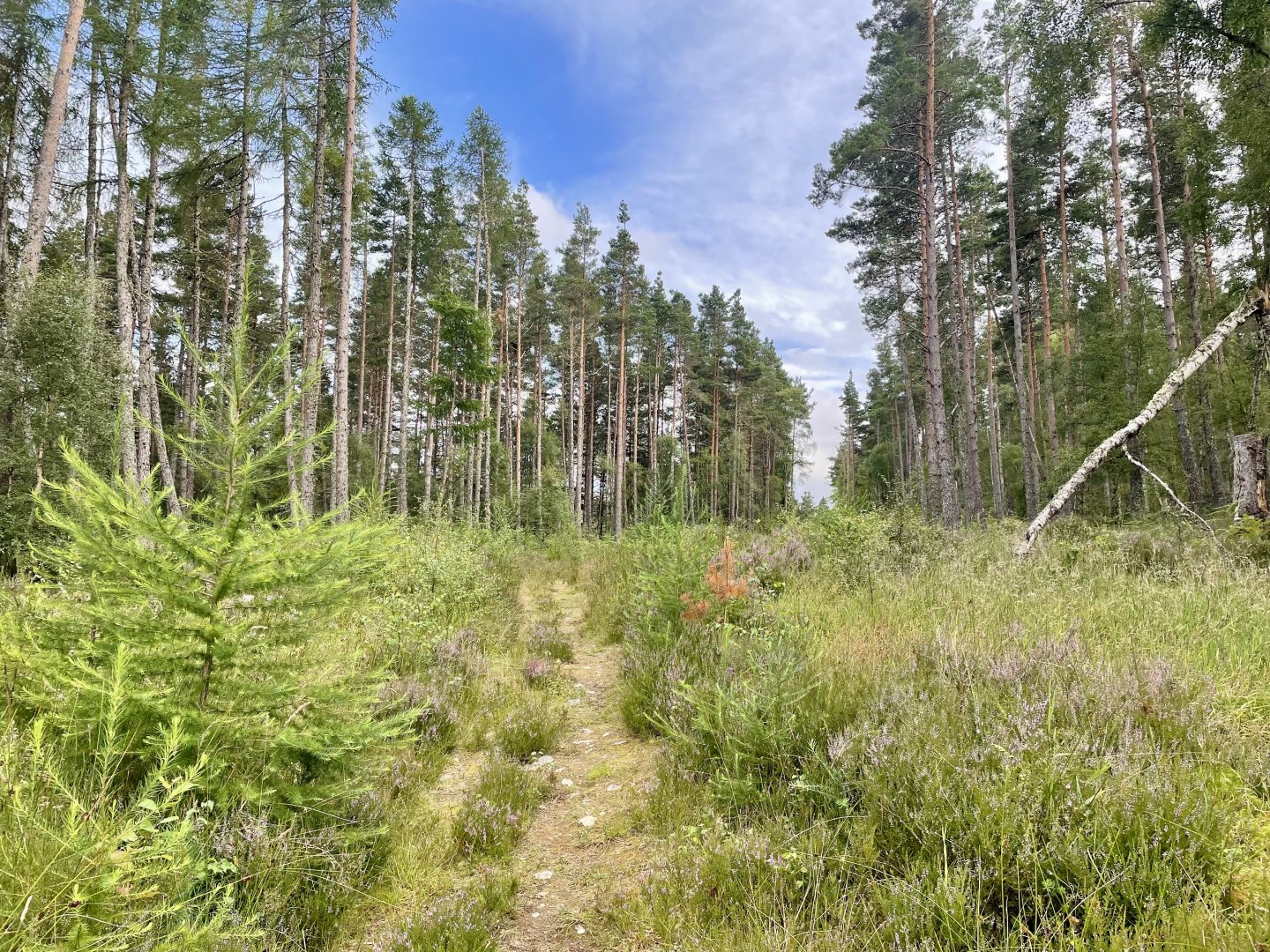 RSPB Corrimony Nature Reserve