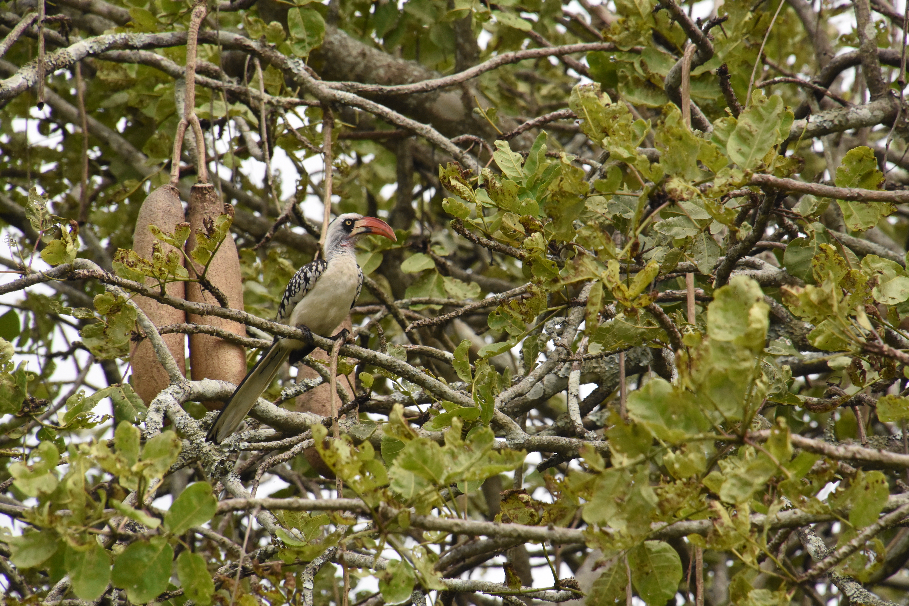 Ruaha hornbill