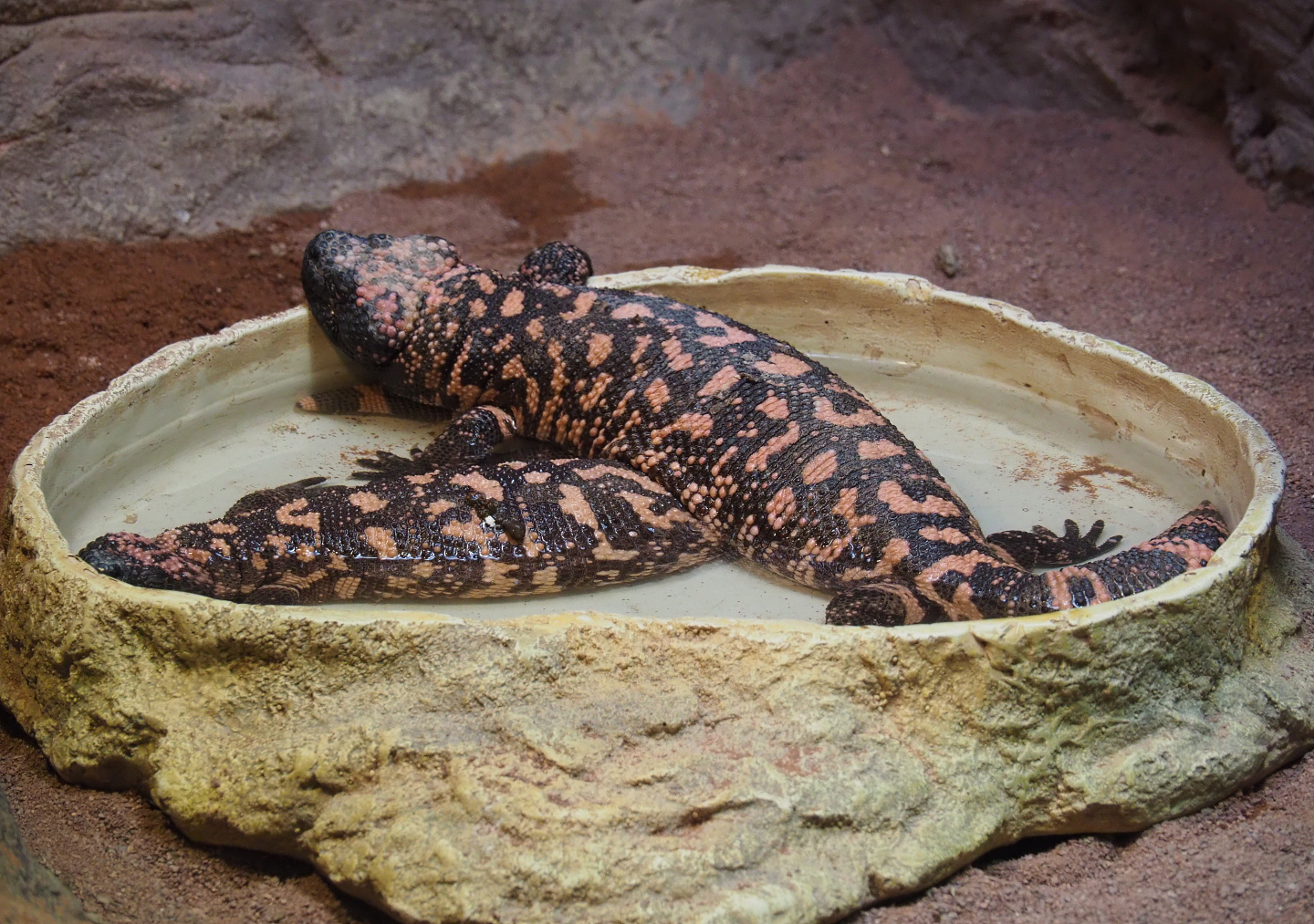 Rub-A-Dub-Dub, Gila monsters in the tub, 2020-06-28