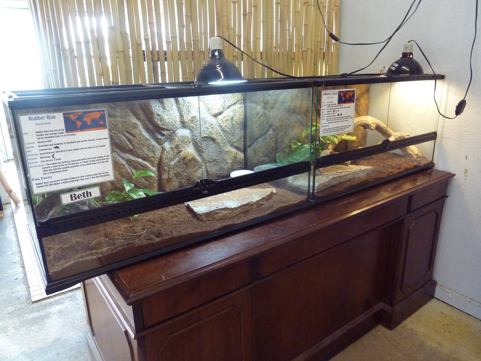 Rubber Boa + Alligator Lizard Exhibits