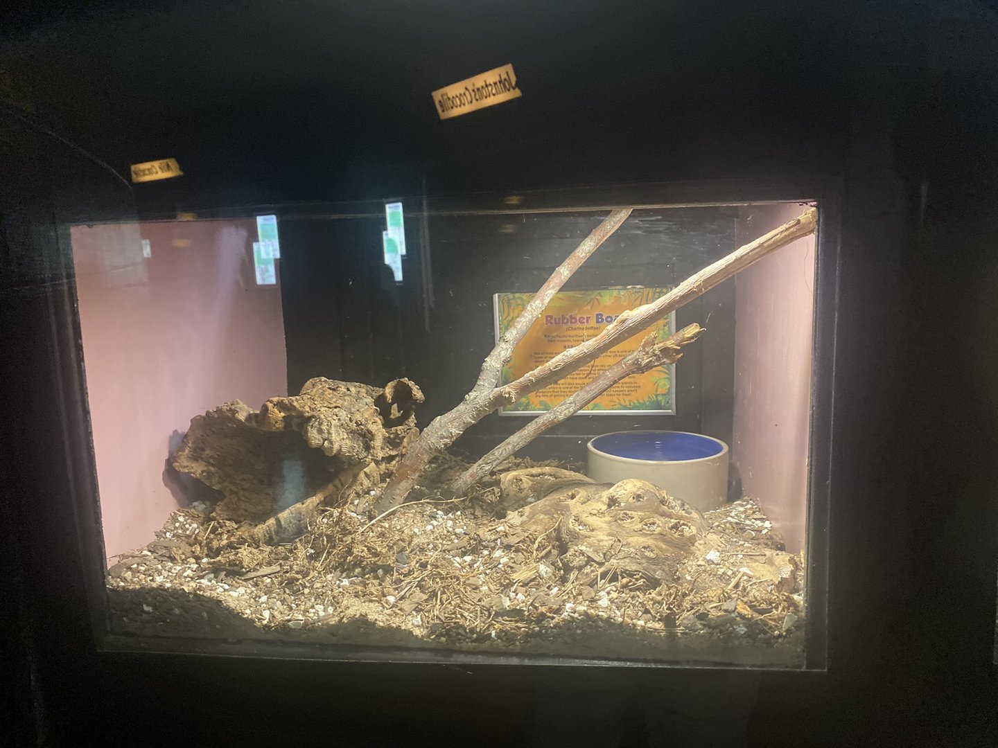 Rubber Boa Terrarium