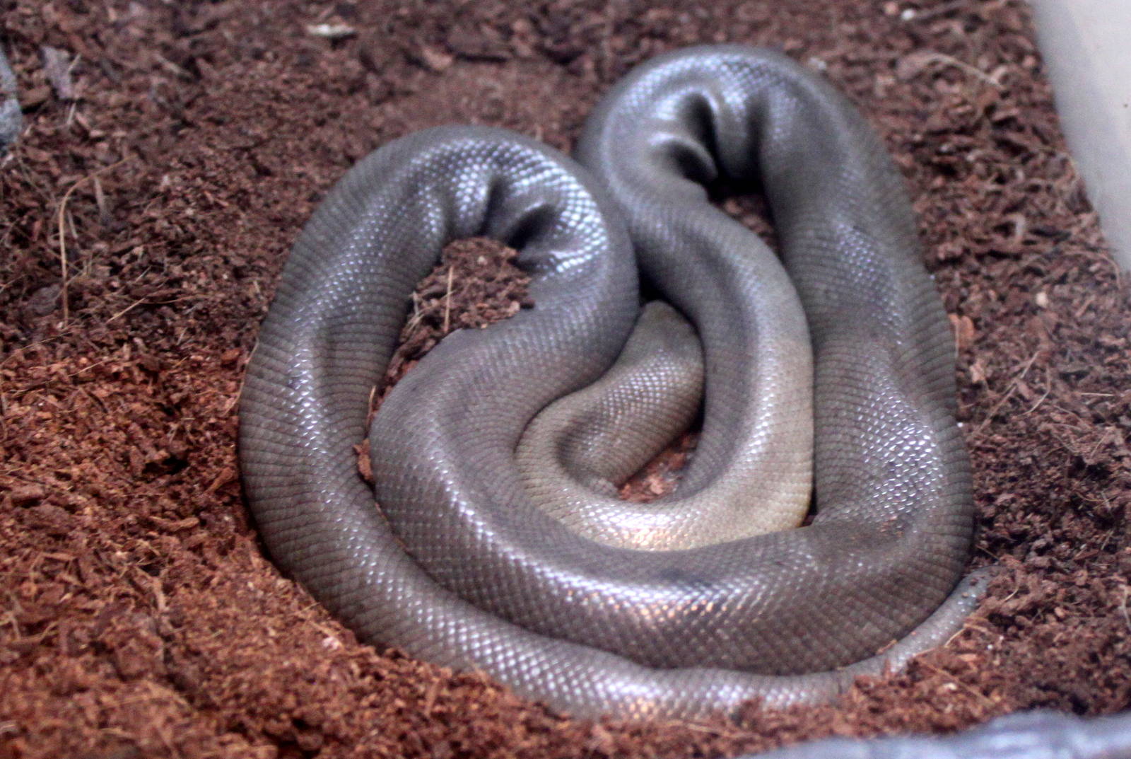 Rubber Boa