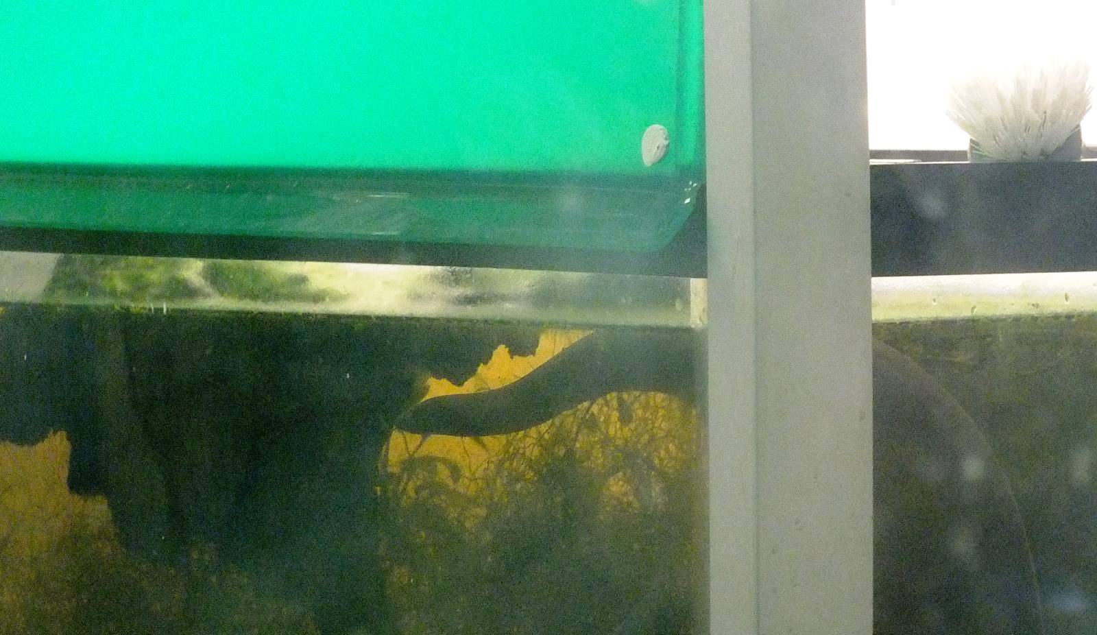 Rubber eel (caecilian)