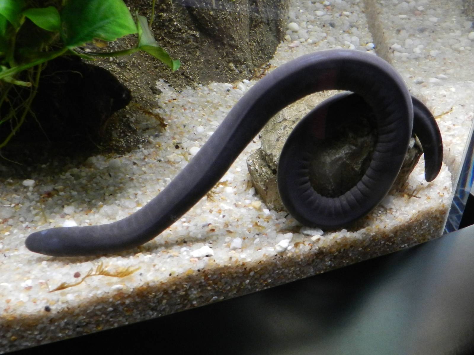 Rubber Eel